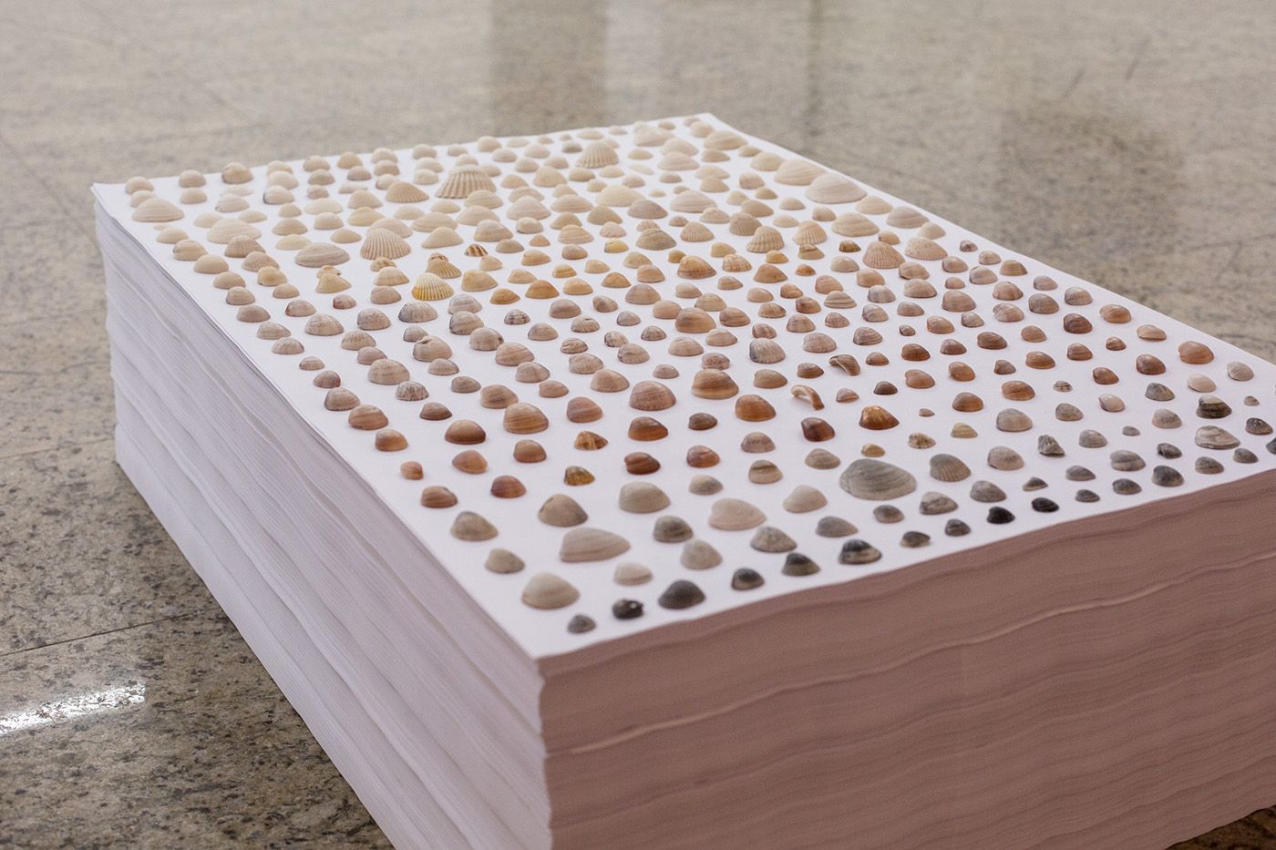 Haroldo Saboia, "Correspondências," shells collected on a pile of papers. 2015. Courtesy of the artist.