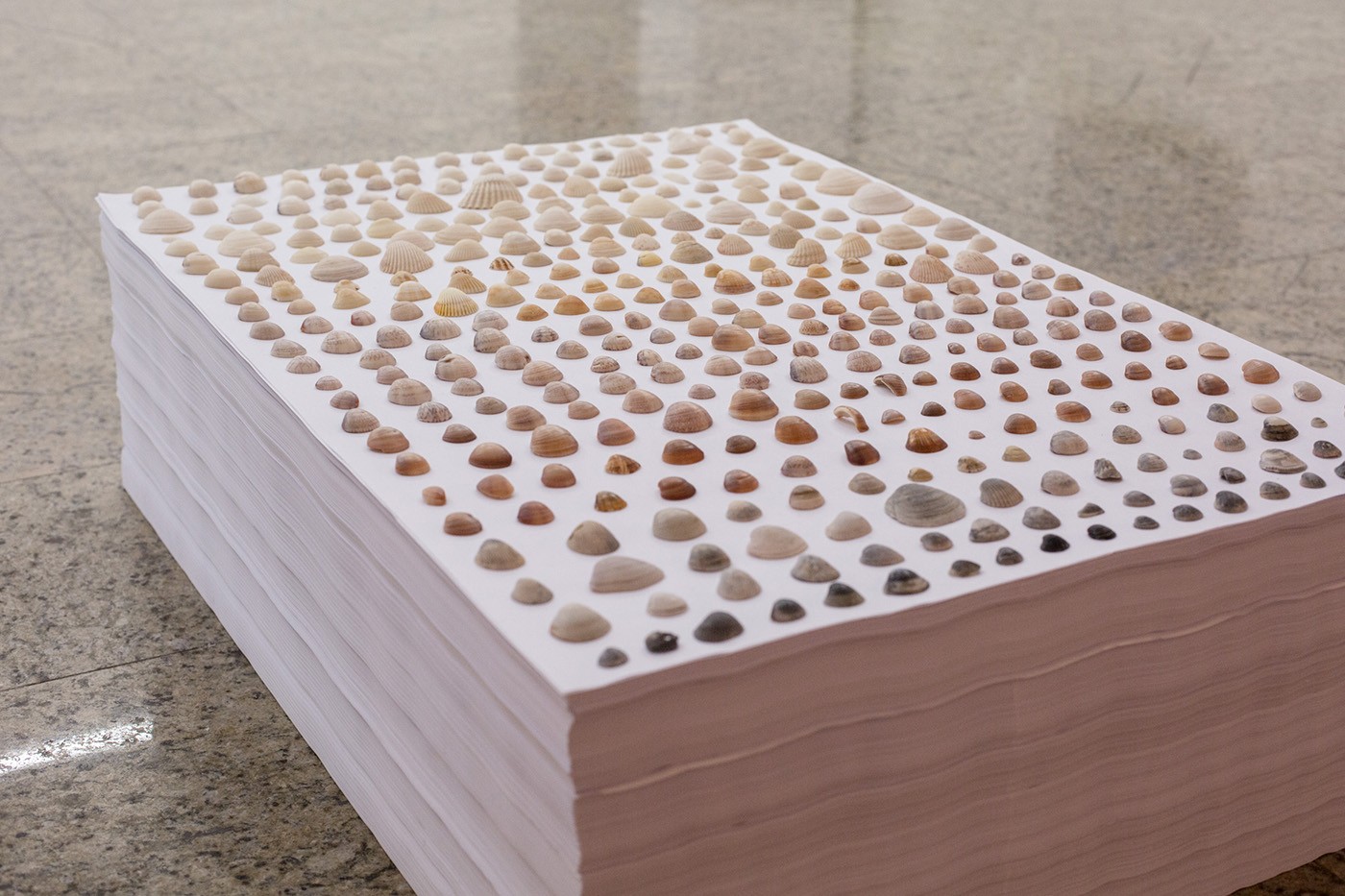 Haroldo Saboia, "Correspondências," shells collected on a pile of papers. 2015. Courtesy of the artist.