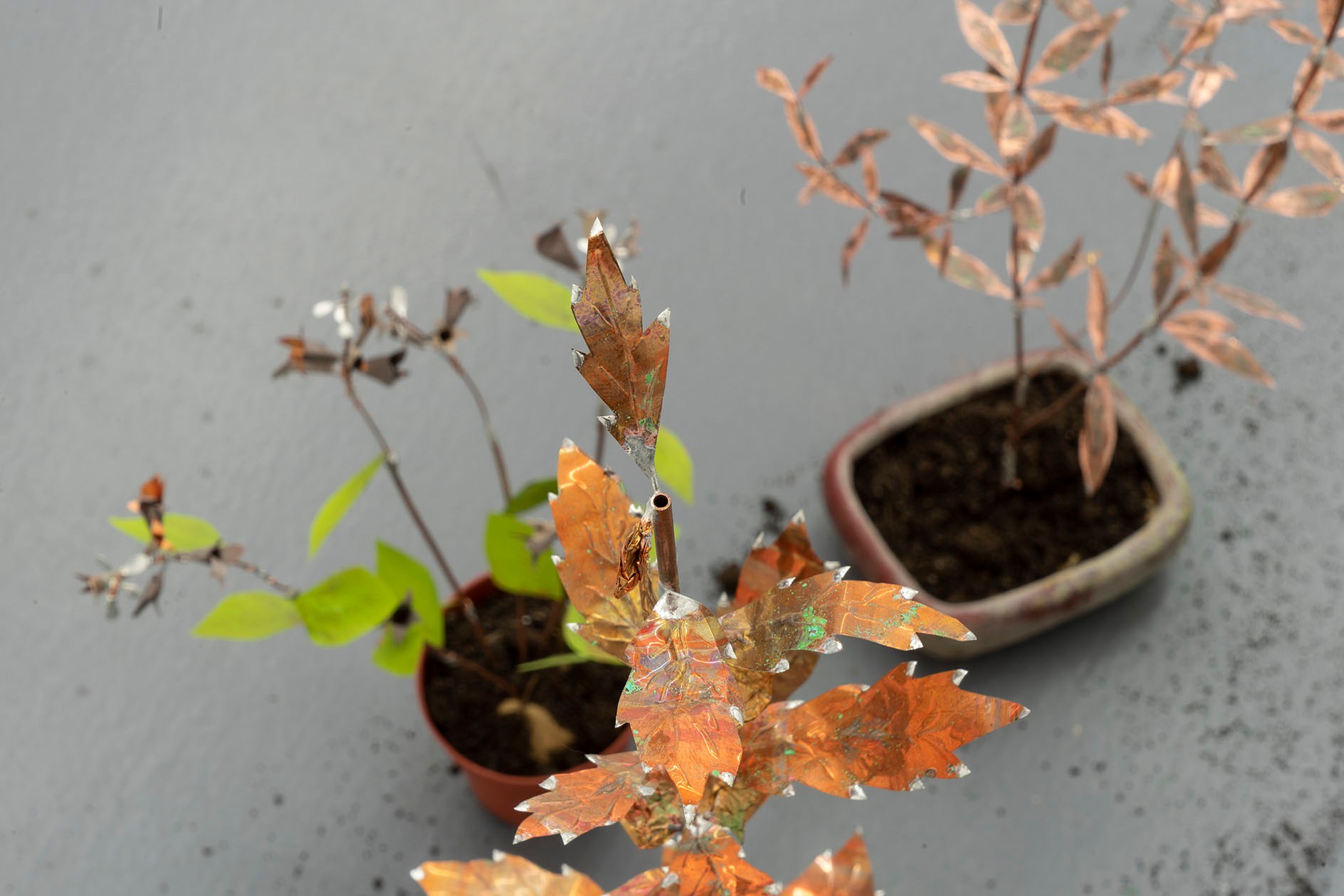 José Montealegre - Nuevo Mundo / Exhibition text by José Segebre