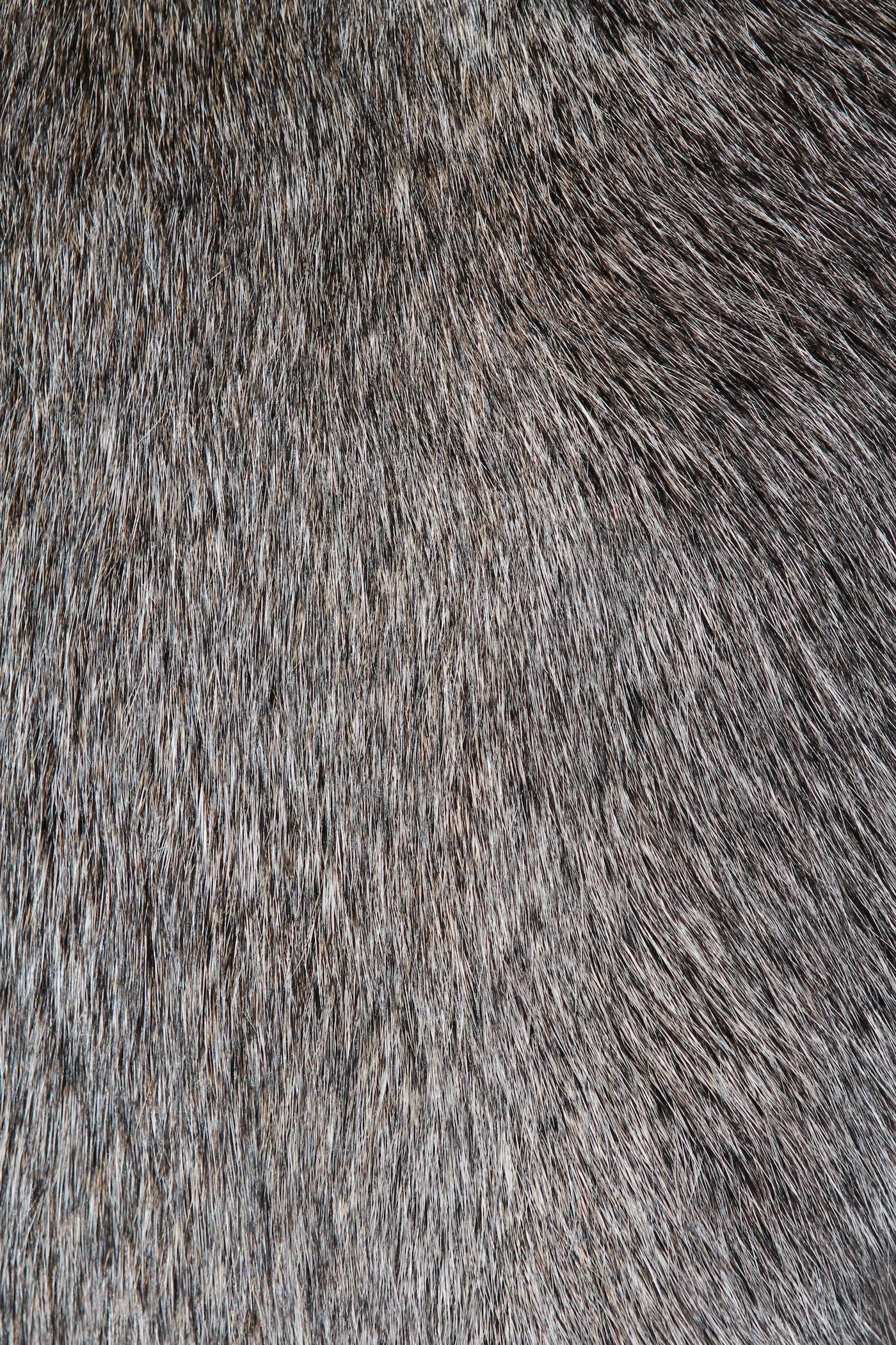 Situation #1: Bianca Baldi “Versipellis”