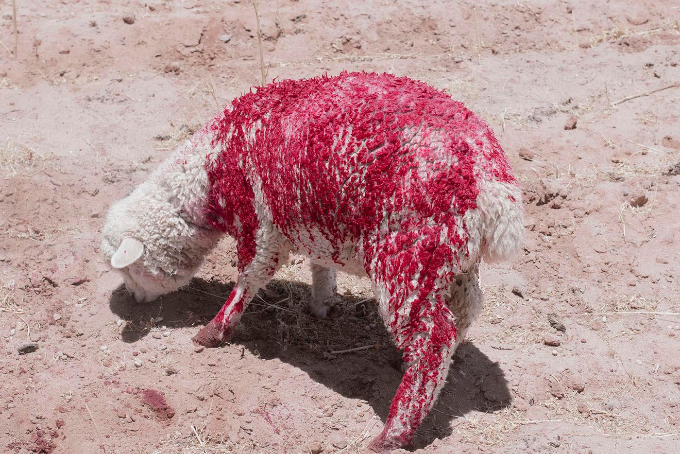 Oveja (Sheep) from the series Warawa Wawa, 2019-2020. Courtesy of the artist.
