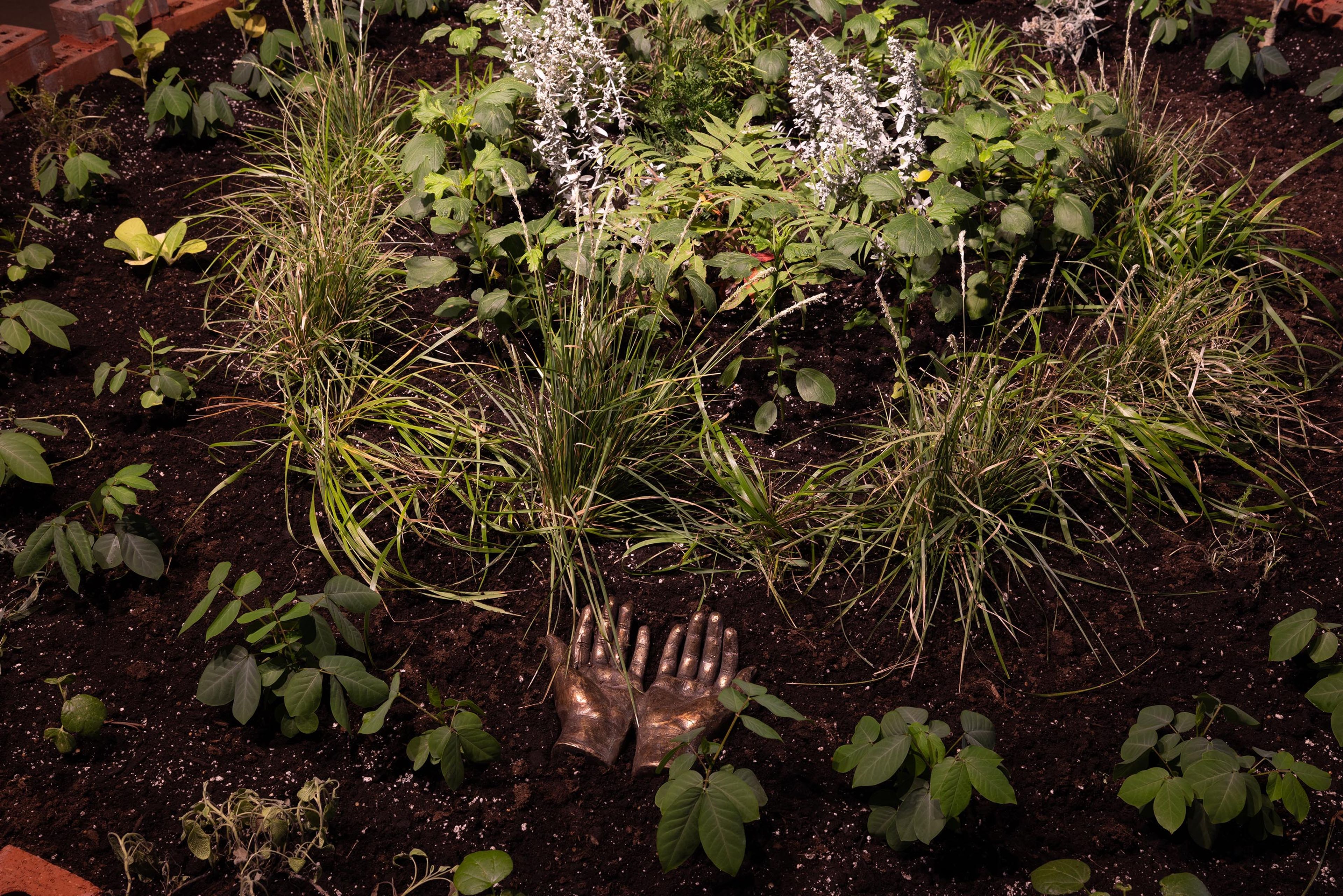 A garden bed with various green plants, some with white flowers, and a pair of golden hands resting on the dark soil.