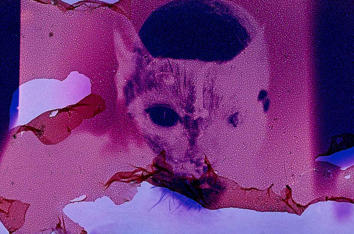 Claudia Andujar – Cosmovisão