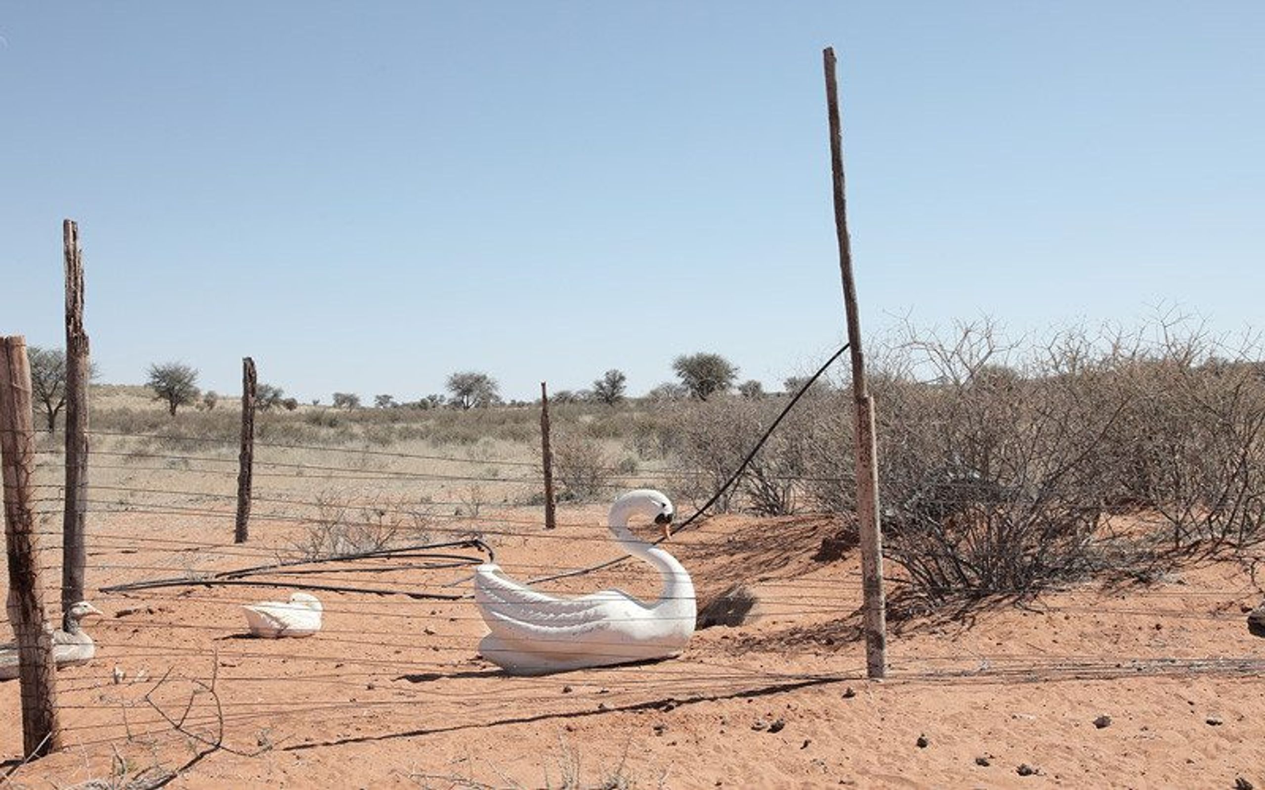 Lien Botha: Yonder