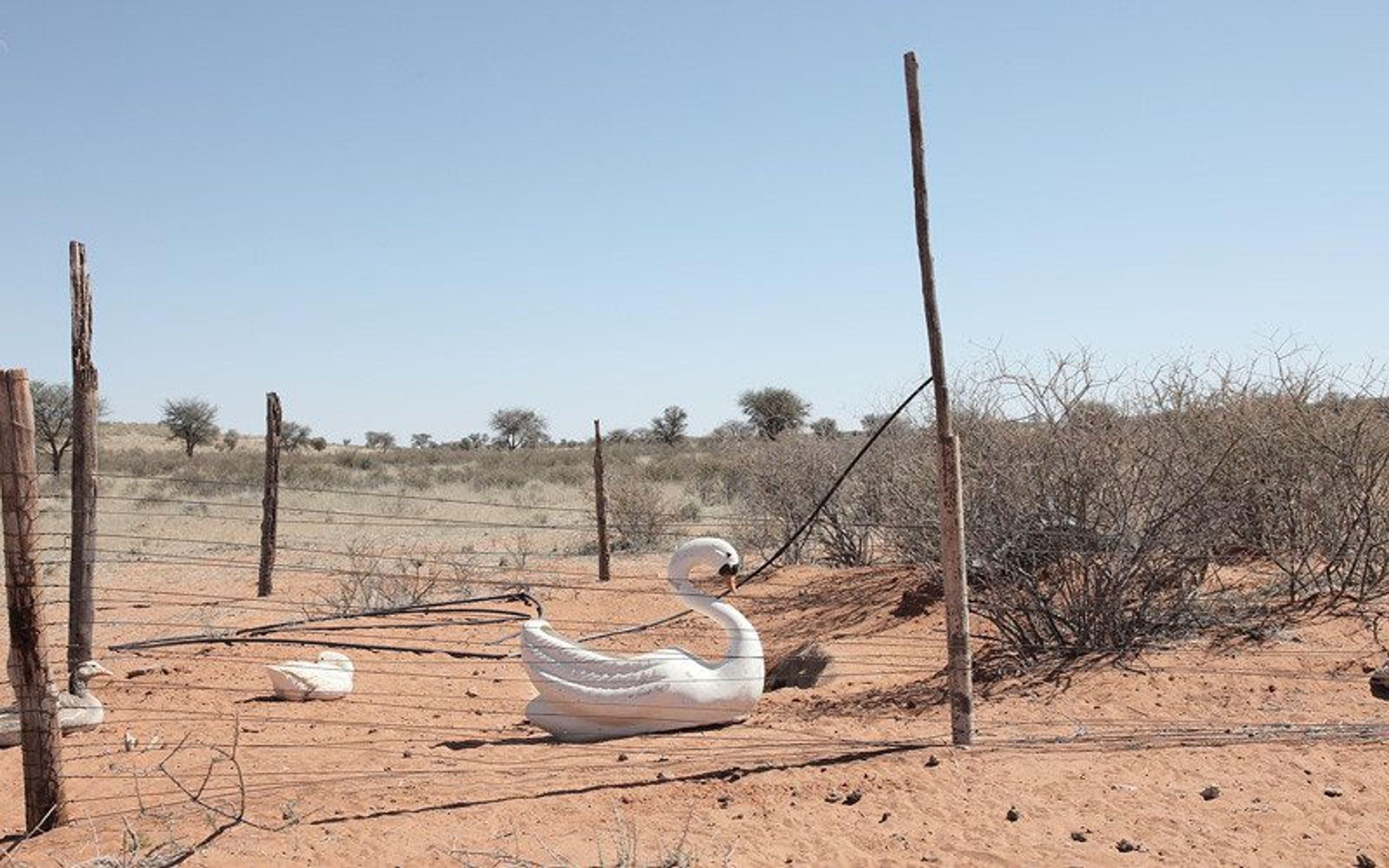 Lien Botha: Yonder