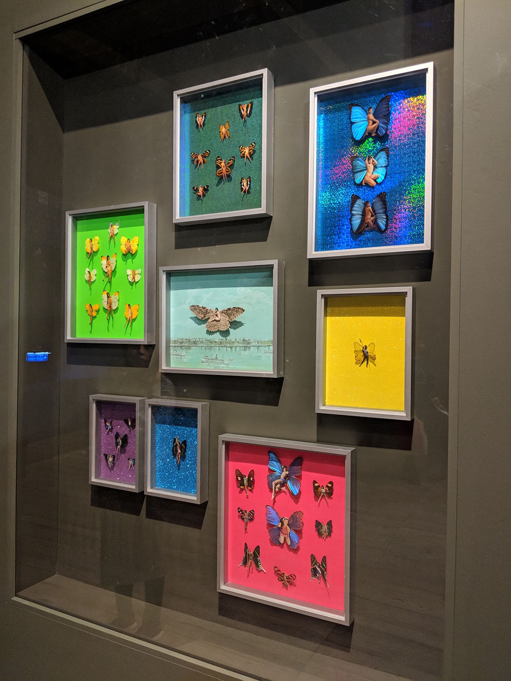 Christian Bendayan, Butterflies of the Amazon, Venice Biennale 2019. Photo: Will Furtado.