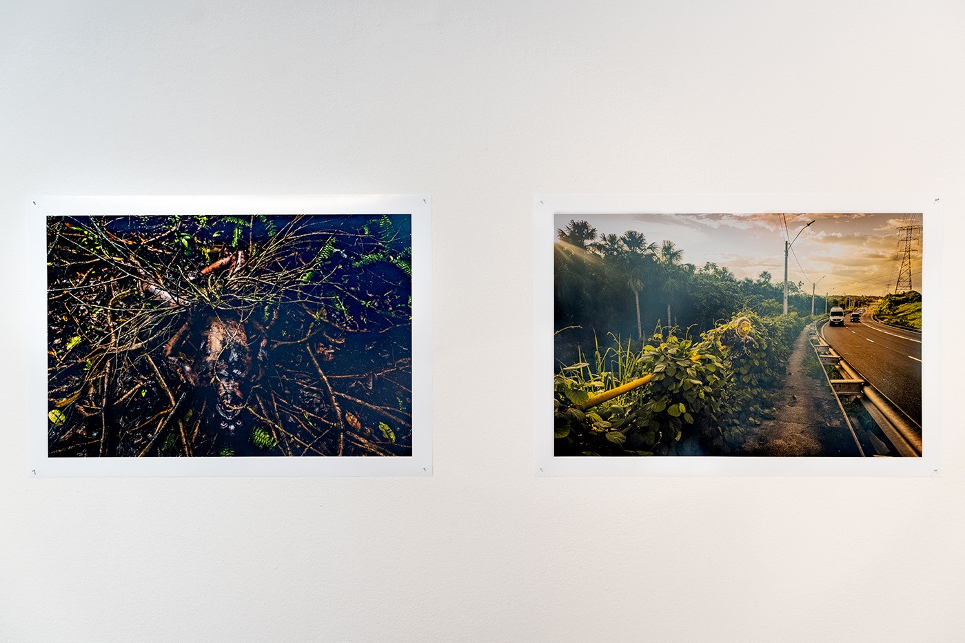Installation view of Memórias de Alagamento by Uýra, at the Museum of Modern Art in Bogotá. Photo: Juan Yaruro. Courtesy of MAMBO.