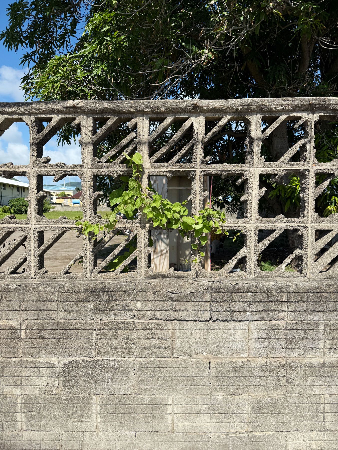 A weathered concrete wall with an openwork top section, partially covered by green vines.