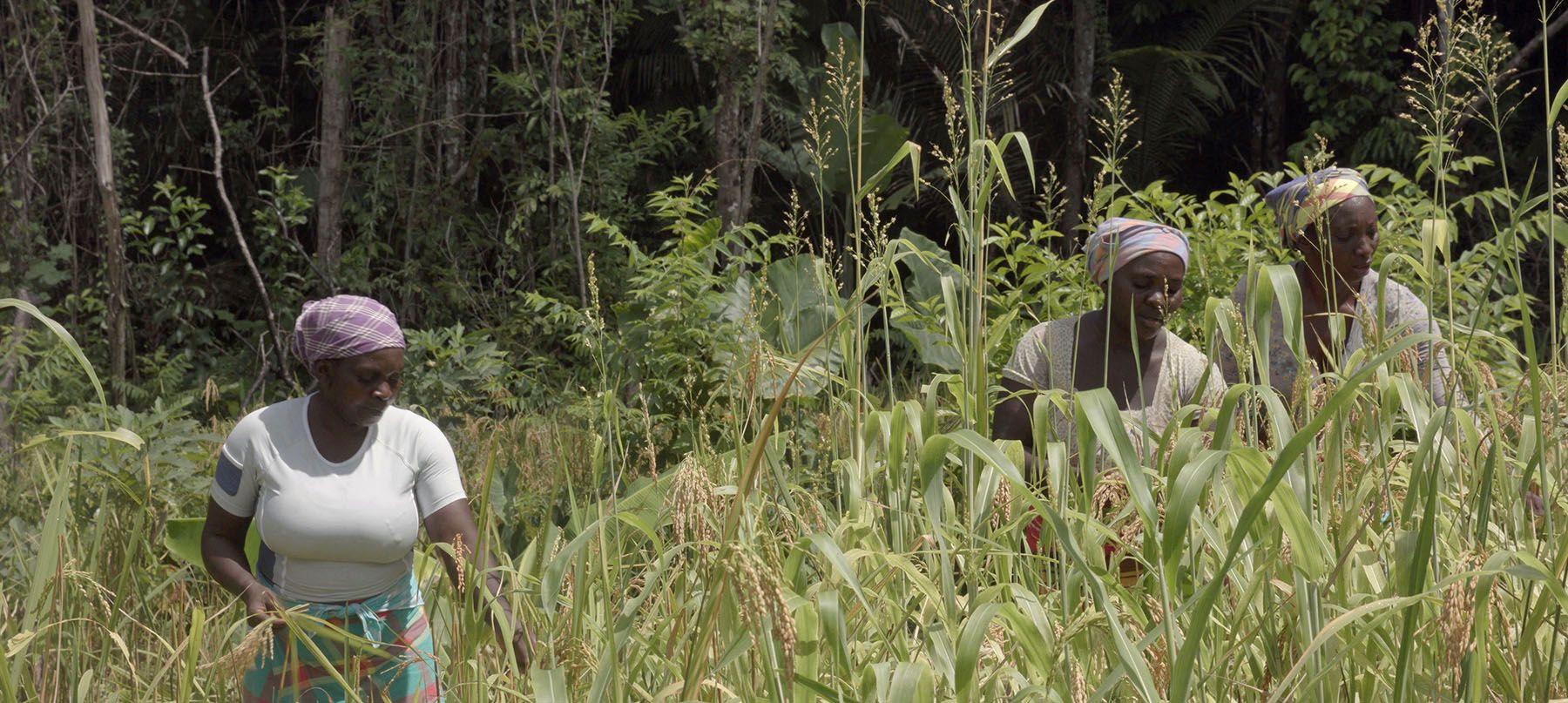 Three women harvest grain in a lush green field.
