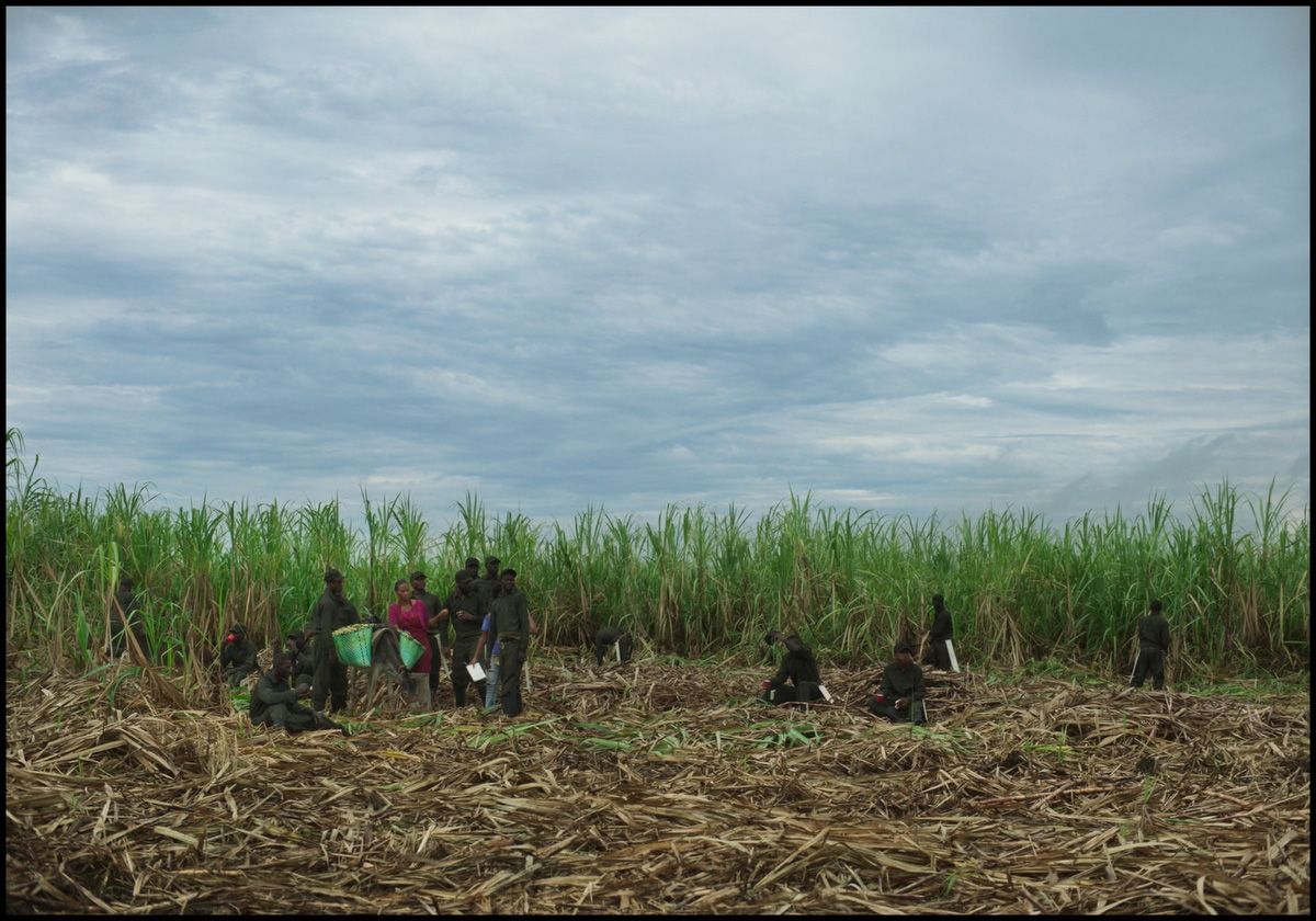 Uniformed and civilian people in a partially harvested sugarcane field under a cloudy sky.