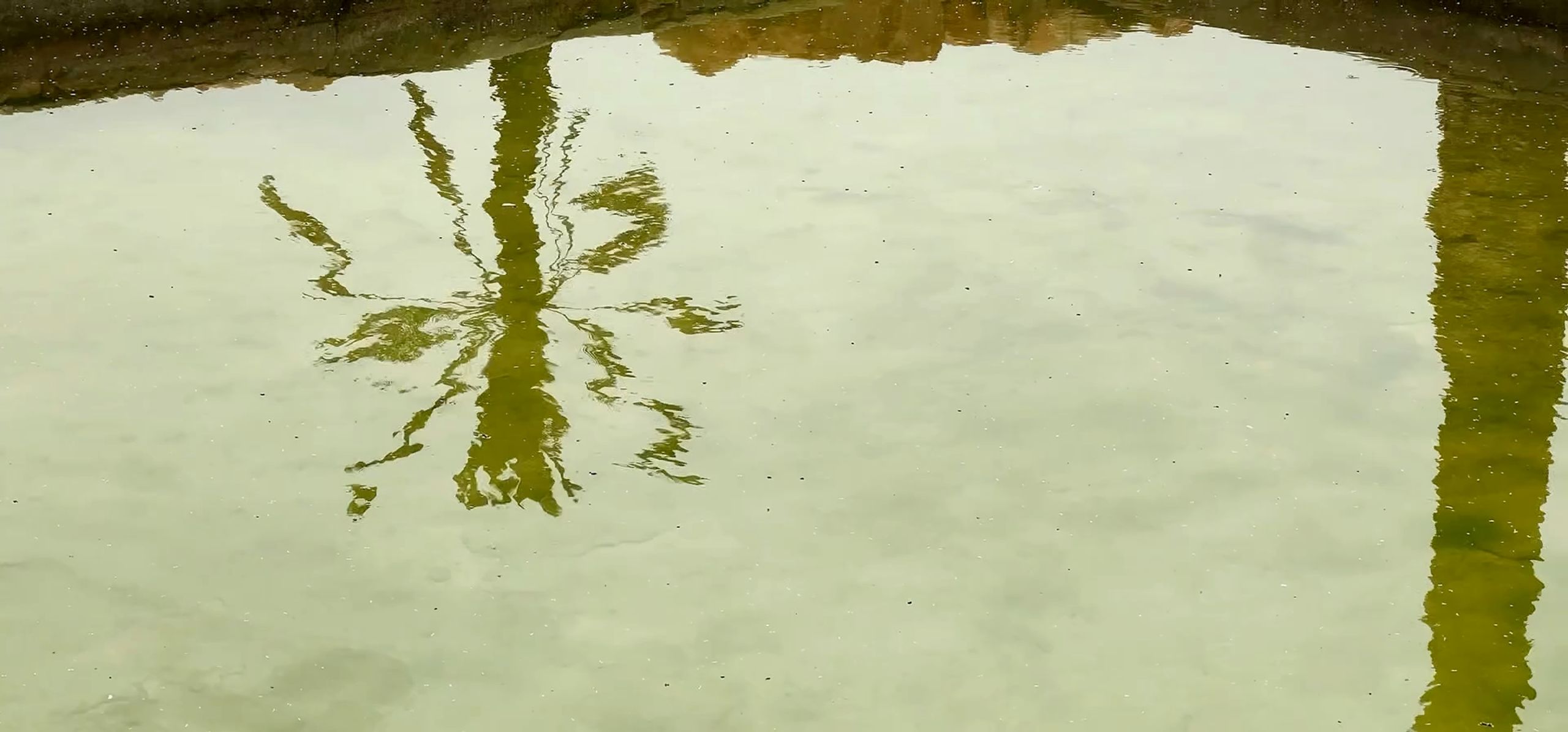 Palm tree reflection in rippled, pale green water.