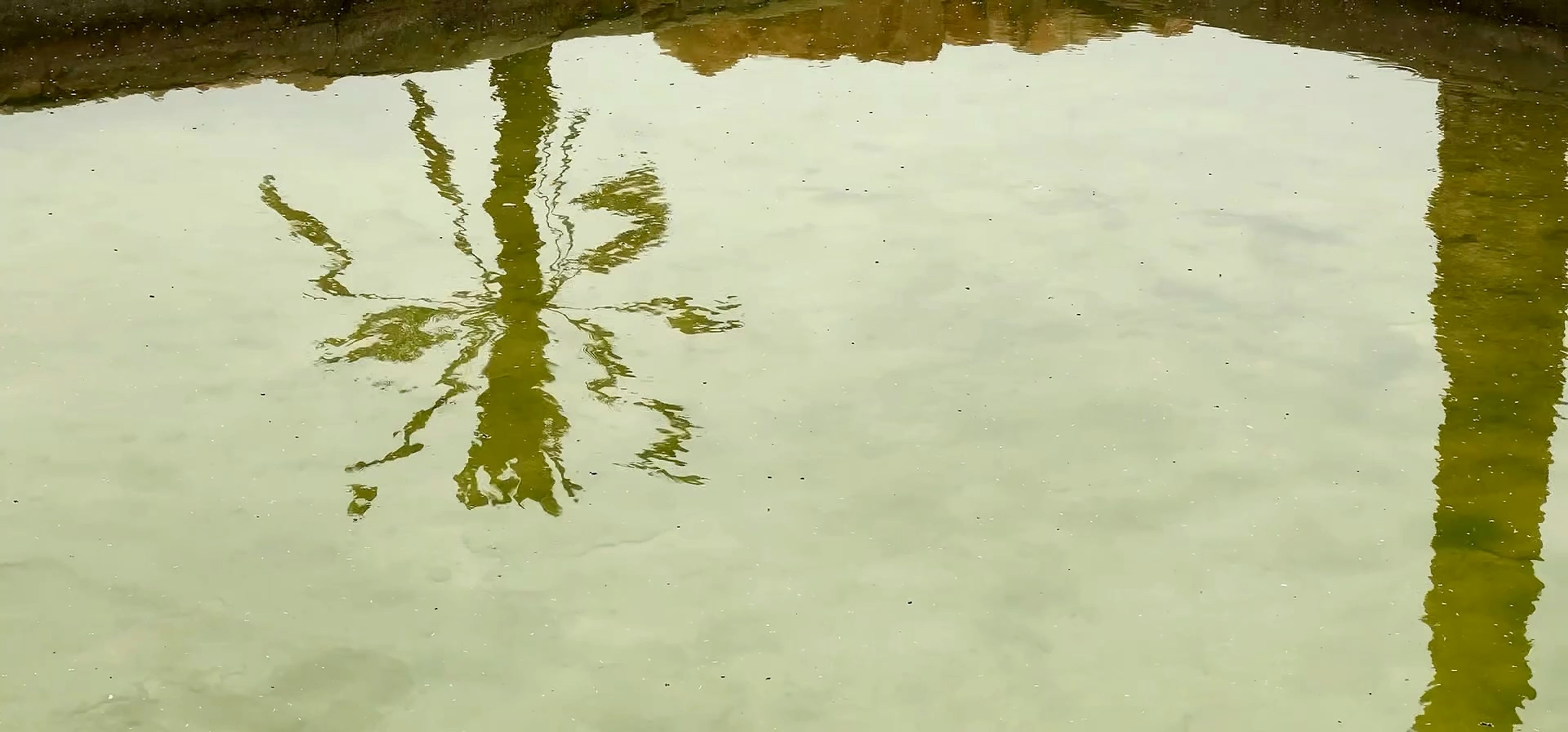 Palm tree reflection in rippled, pale green water.
