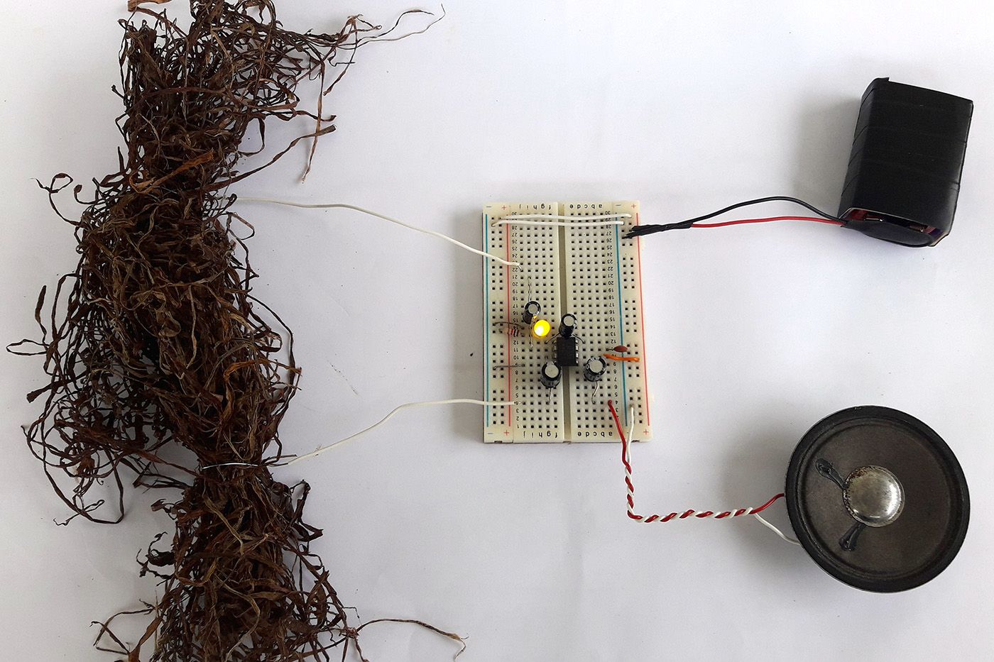 Ethnobotanical Amplifier. Photo: Negalê Jones. Courtesy of the artist.