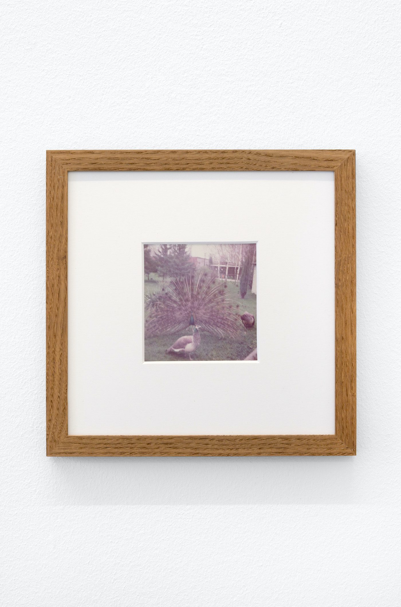 James Gregory Atkinson, Preußisches Liebesglück (Detail), 2021, wall paper, photography, peacock chair, audio piece, installation view ‘6 Friedberg-Chicago’, Dortmunder Kunstverein. Courtesy: the artist, Tyrown Vincent, Dortmunder Kunstverein. Photo: Jens Franke