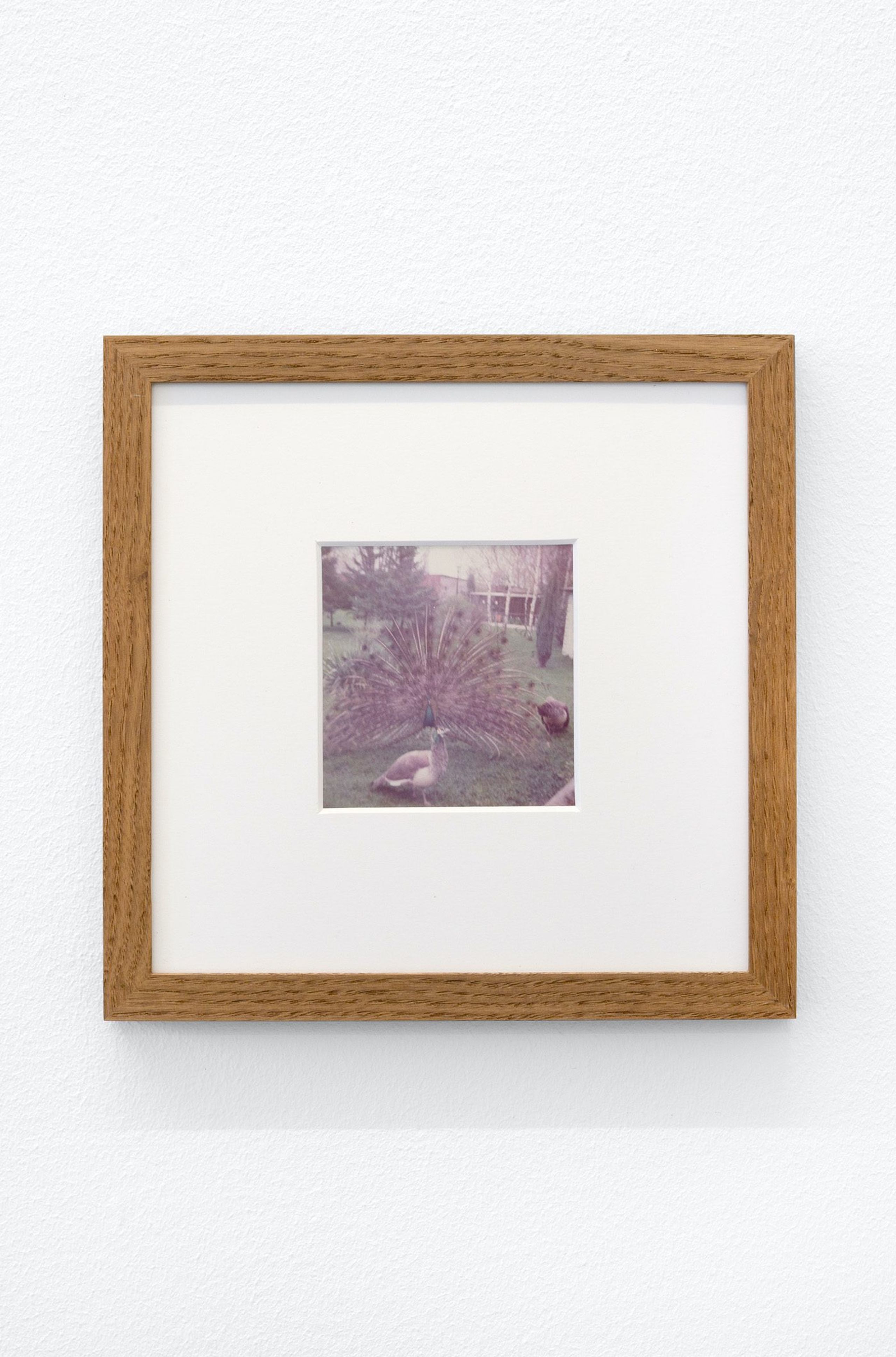 James Gregory Atkinson, Preußisches Liebesglück (Detail), 2021, wall paper, photography, peacock chair, audio piece, installation view ‘6 Friedberg-Chicago’, Dortmunder Kunstverein. Courtesy: the artist, Tyrown Vincent, Dortmunder Kunstverein. Photo: Jens Franke