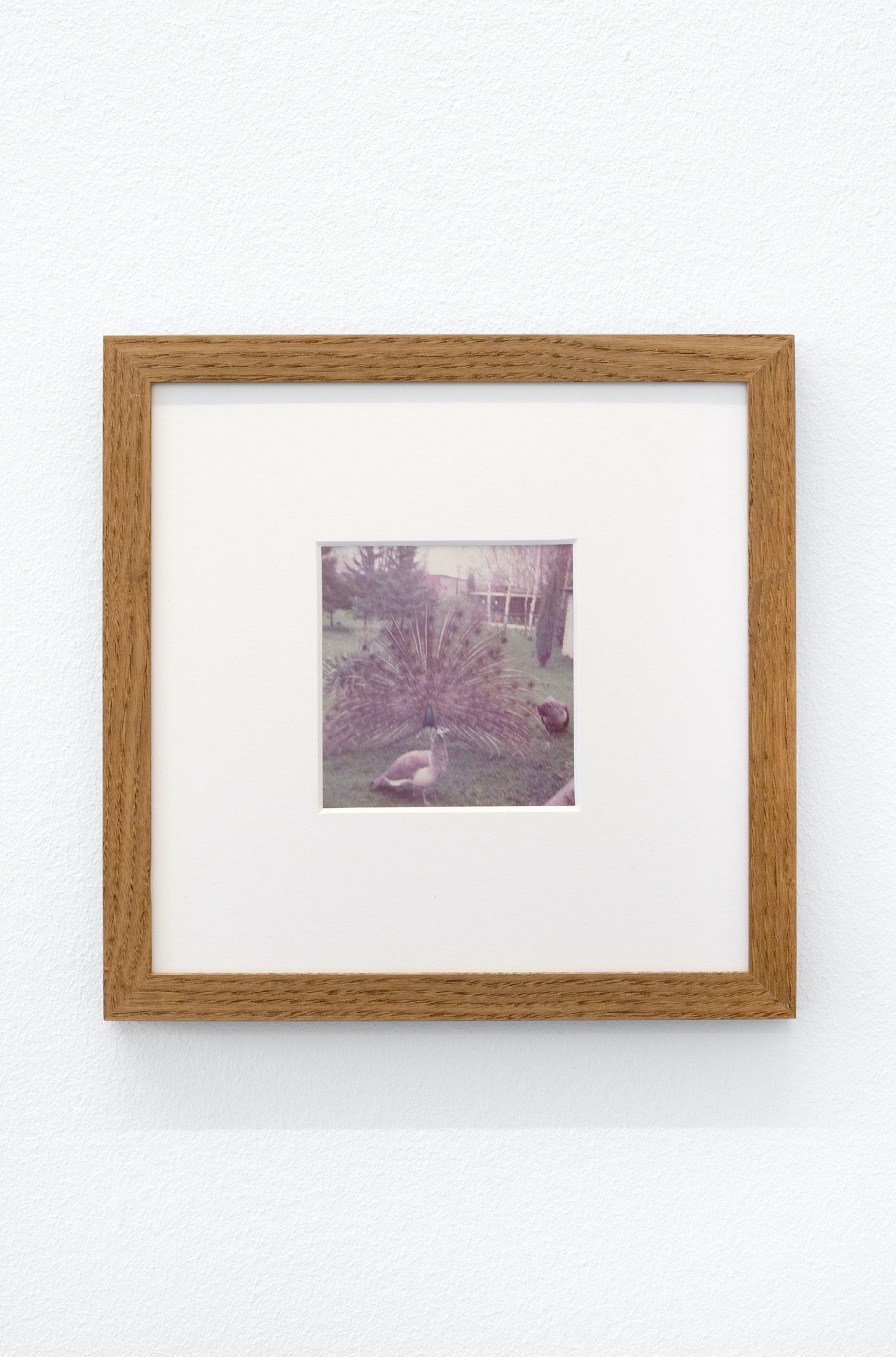 James Gregory Atkinson, Preußisches Liebesglück (Detail), 2021, wall paper, photography, peacock chair, audio piece, installation view ‘6 Friedberg-Chicago’, Dortmunder Kunstverein. Courtesy: the artist, Tyrown Vincent, Dortmunder Kunstverein. Photo: Jens Franke