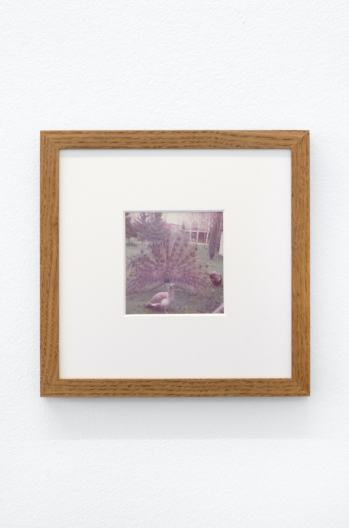 James Gregory Atkinson, Preußisches Liebesglück (Detail), 2021, wall paper, photography, peacock chair, audio piece, installation view ‘6 Friedberg-Chicago’, Dortmunder Kunstverein. Courtesy: the artist, Tyrown Vincent, Dortmunder Kunstverein. Photo: Jens Franke