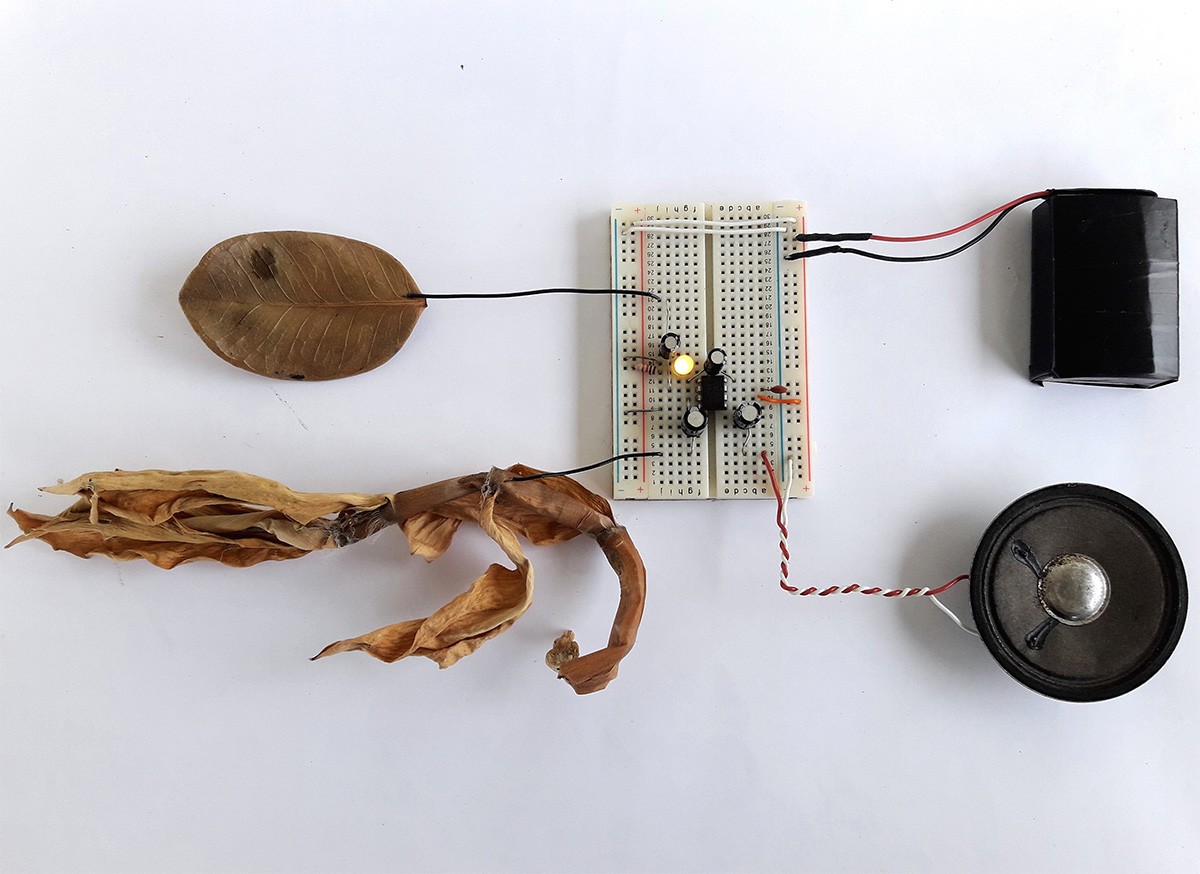 Ethnobotanical Amplifier. Photo: Negalê Jones. Courtesy of the artist.