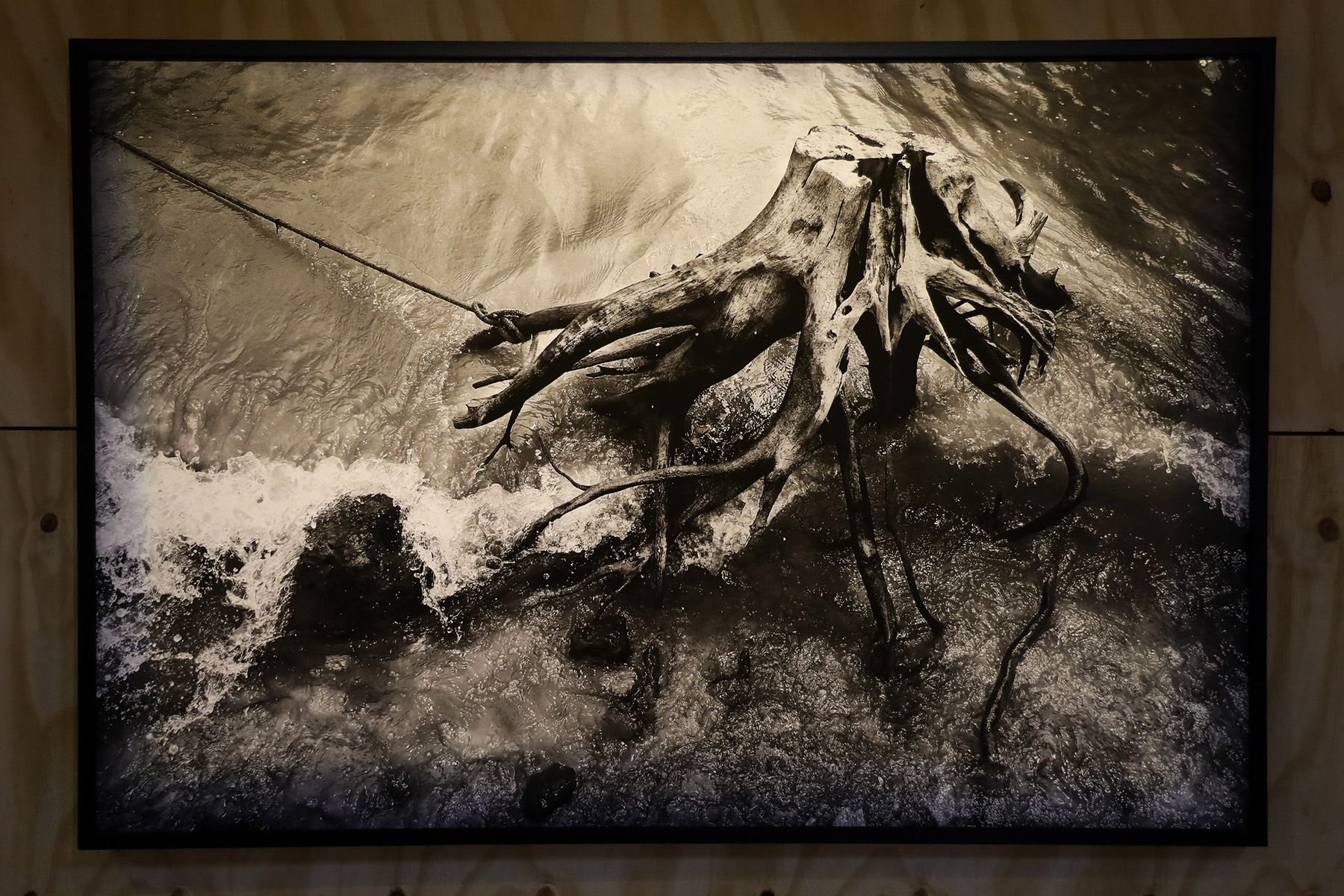 Black and white photo of a gnarled tree stump with exposed roots in turbulent water, tied by a rope.