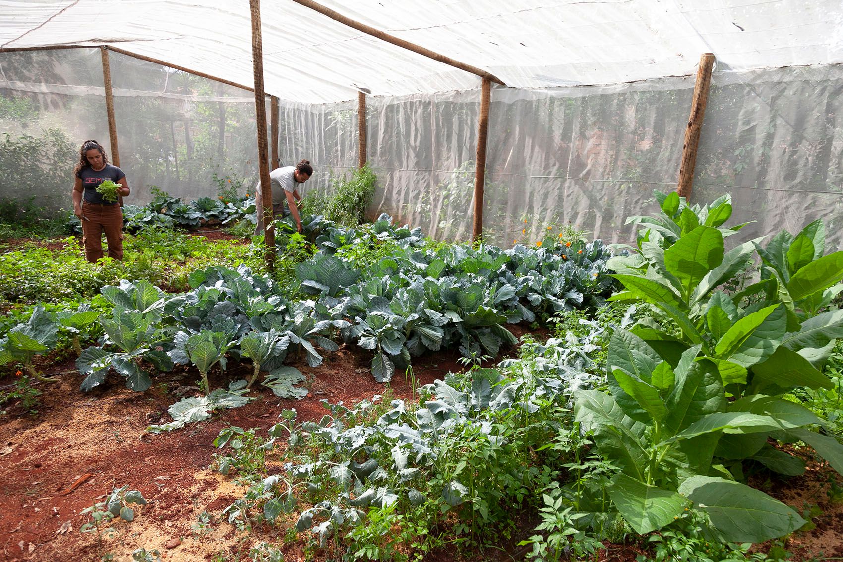 Two women tend to crops like cabbage and tobacco plants in a mesh-covered greenhouse.