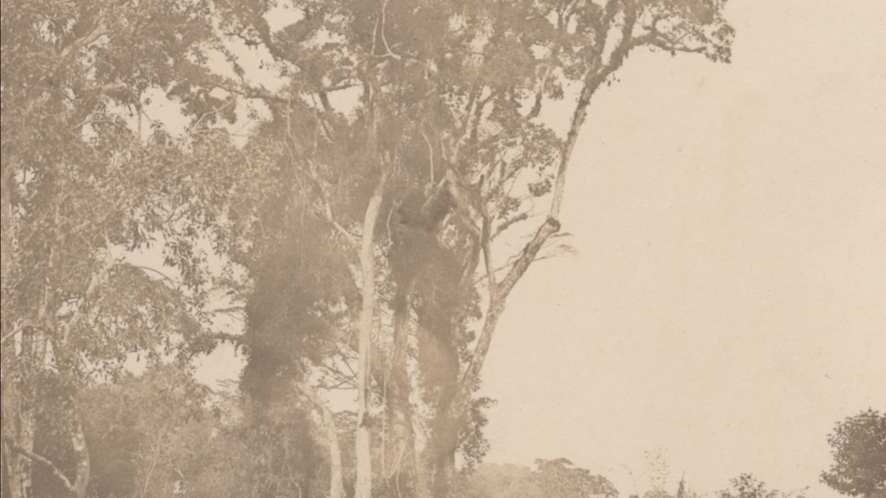 Research Fellowships for DE/ARCHIVE EAST AFRICA