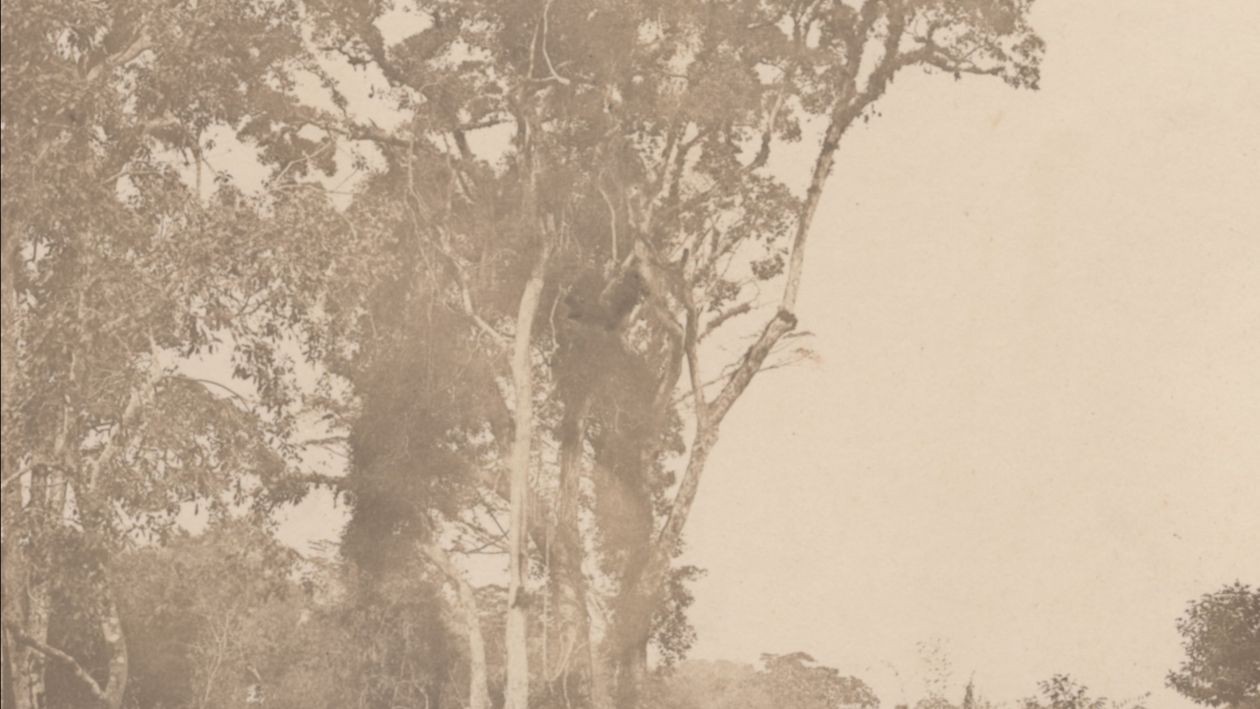 Research Fellowships for DE/ARCHIVE EAST AFRICA