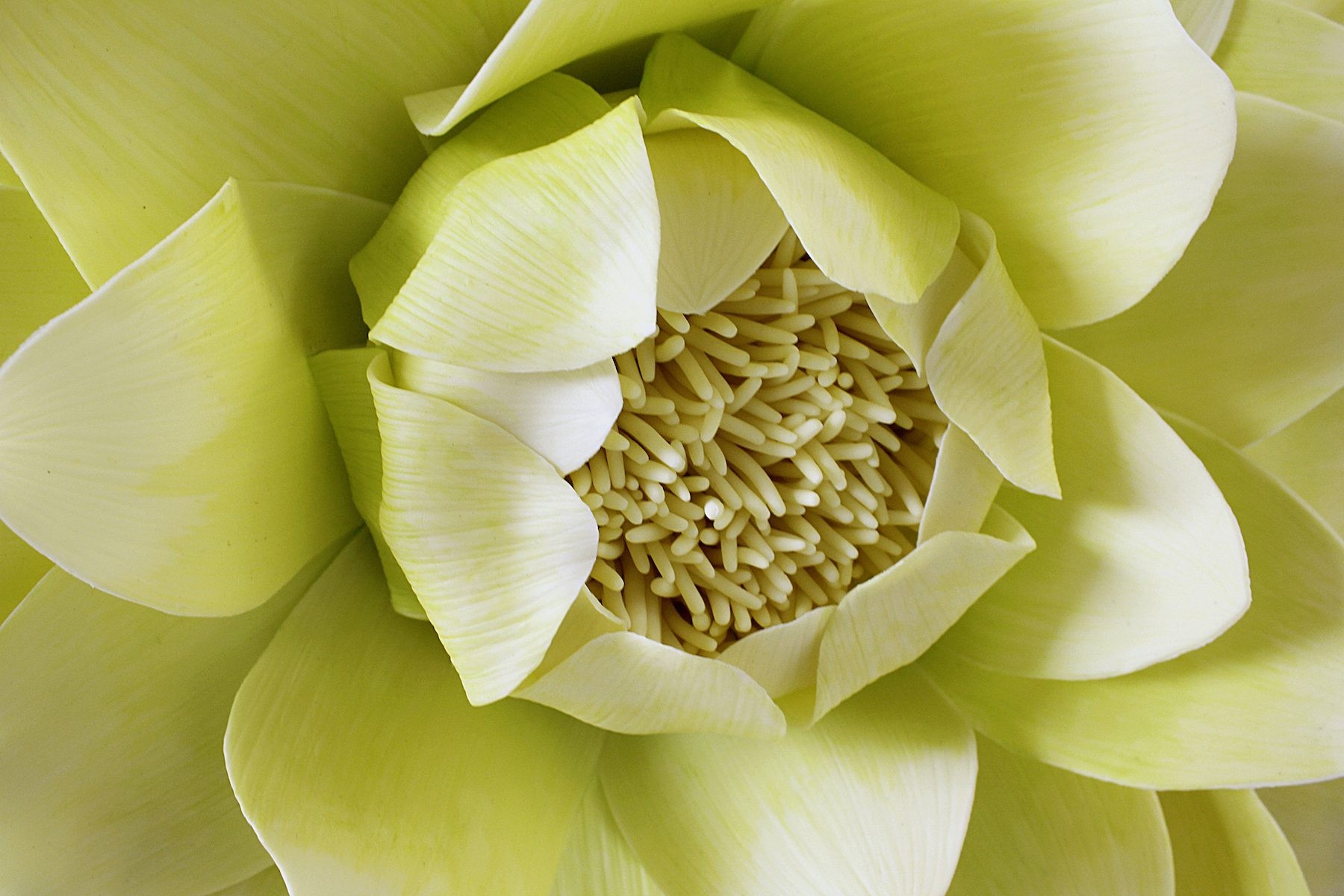 Owanto : One Thousand Voices