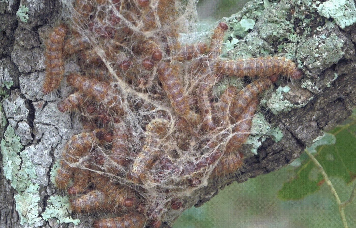 DAOULA | sheen: West African Wild Silk on Its Way – Group Show