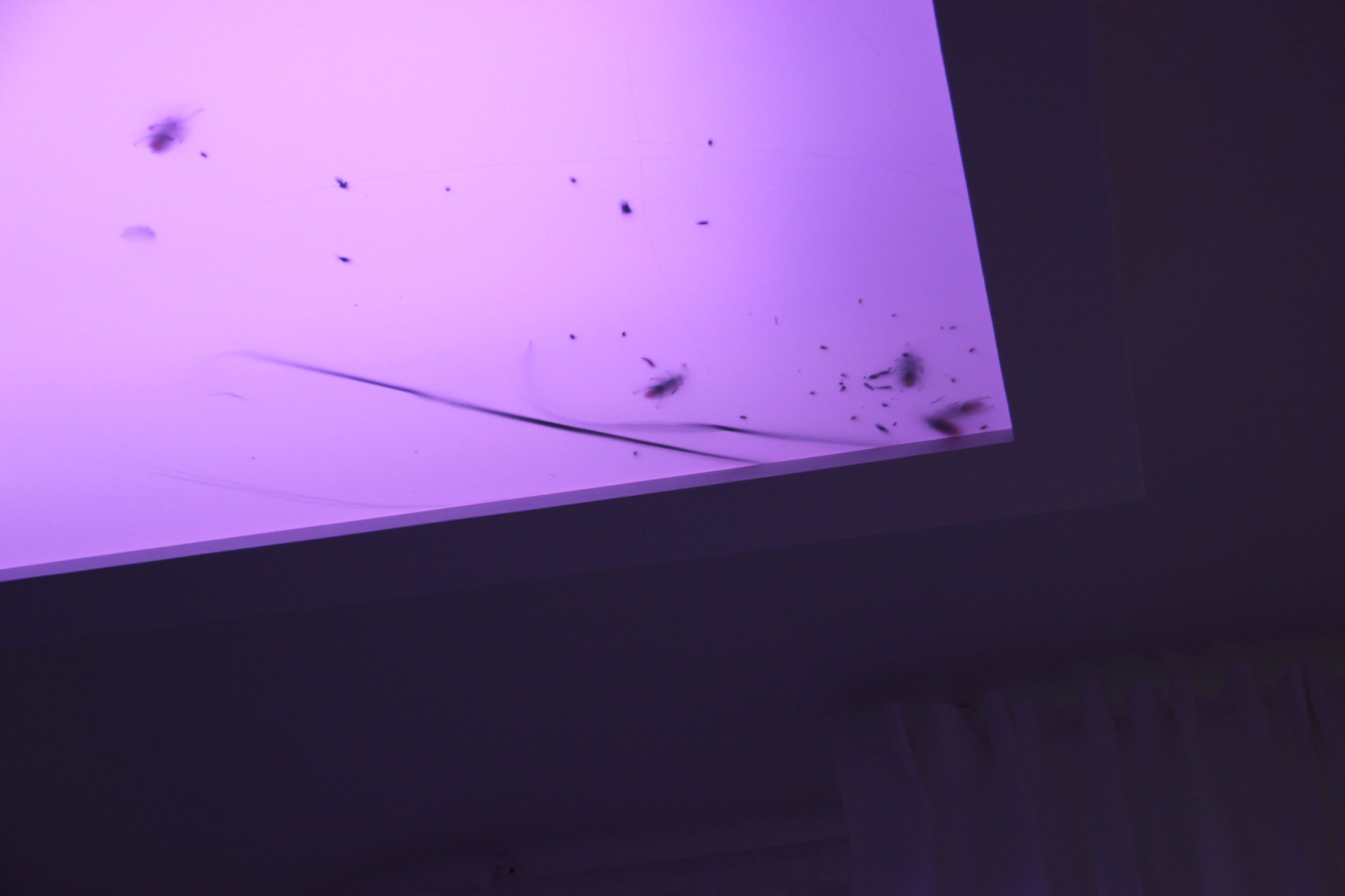 Paul Maheke, I Lost Track of the Swarm, installation view at the South London Gallery, 2016. Photo Paul Maheke