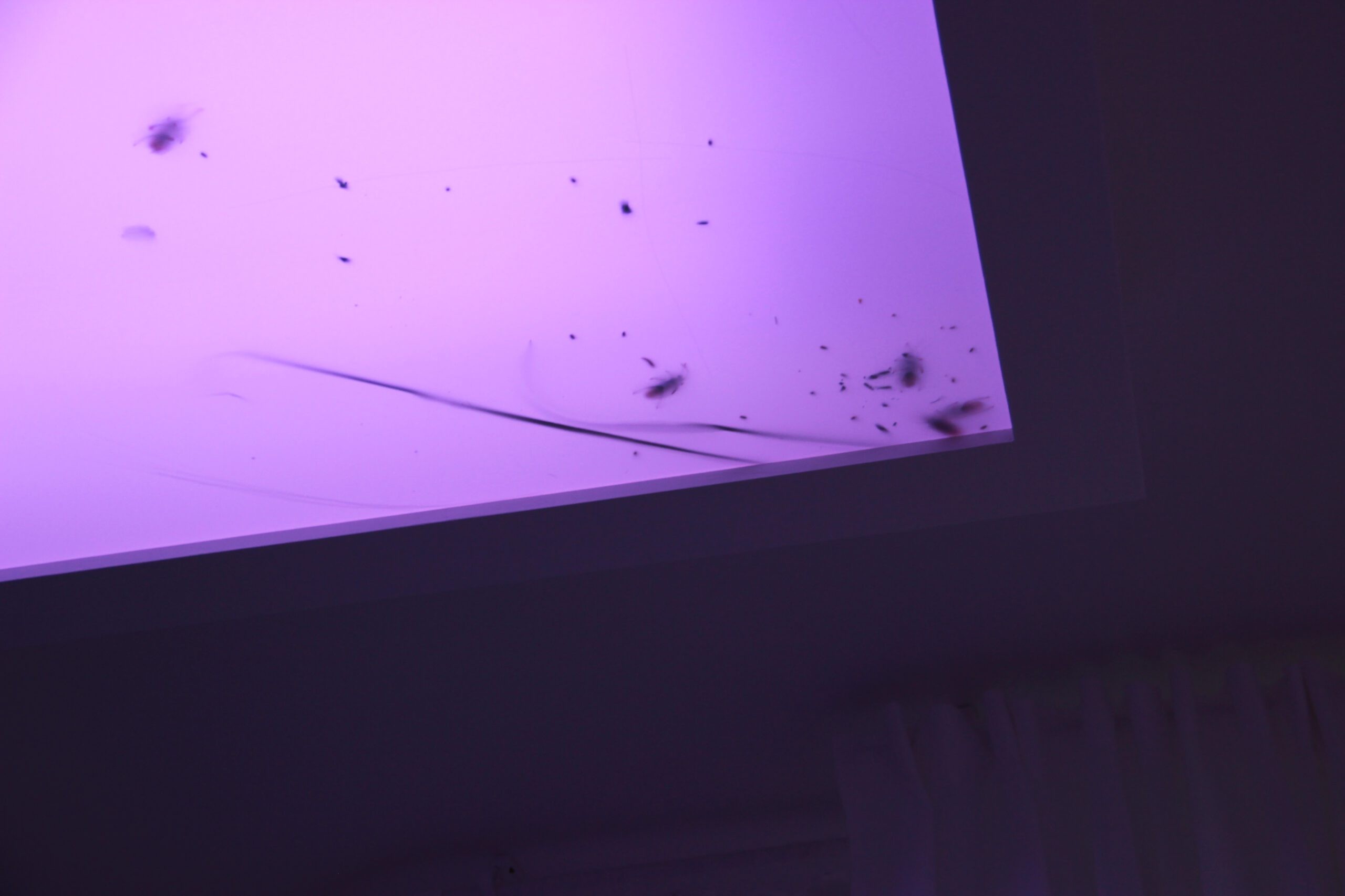 Paul Maheke, I Lost Track of the Swarm, installation view at the South London Gallery, 2016. Photo Paul Maheke