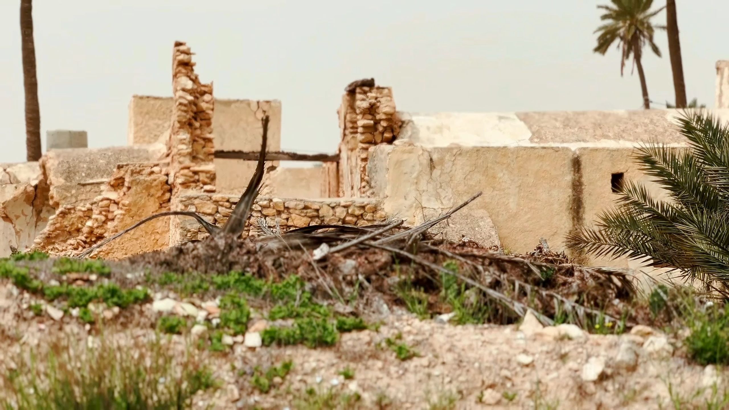 Dilapidated sandy-colored buildings and sparse dry vegetation with palm trees under a light sky.