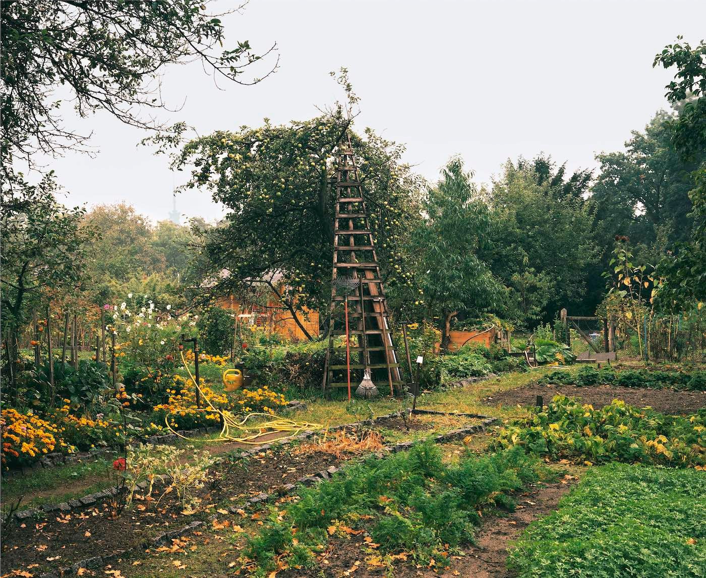 STAN DOUGLAS, GARDEN DESIGNED BY LENNÉ, HALBINSEL MEEDEHORN, SACROW, 1994/95, FROM THE SERIES POTSDAMER SCHREBERGÄRTEN, 15 PARTS. HASSO PLATTNER COLLECTION, © STAN DOUGLAS, COURTESY THE ARTIST, VICTORIA MIRO AND DAVID ZWIRNER
