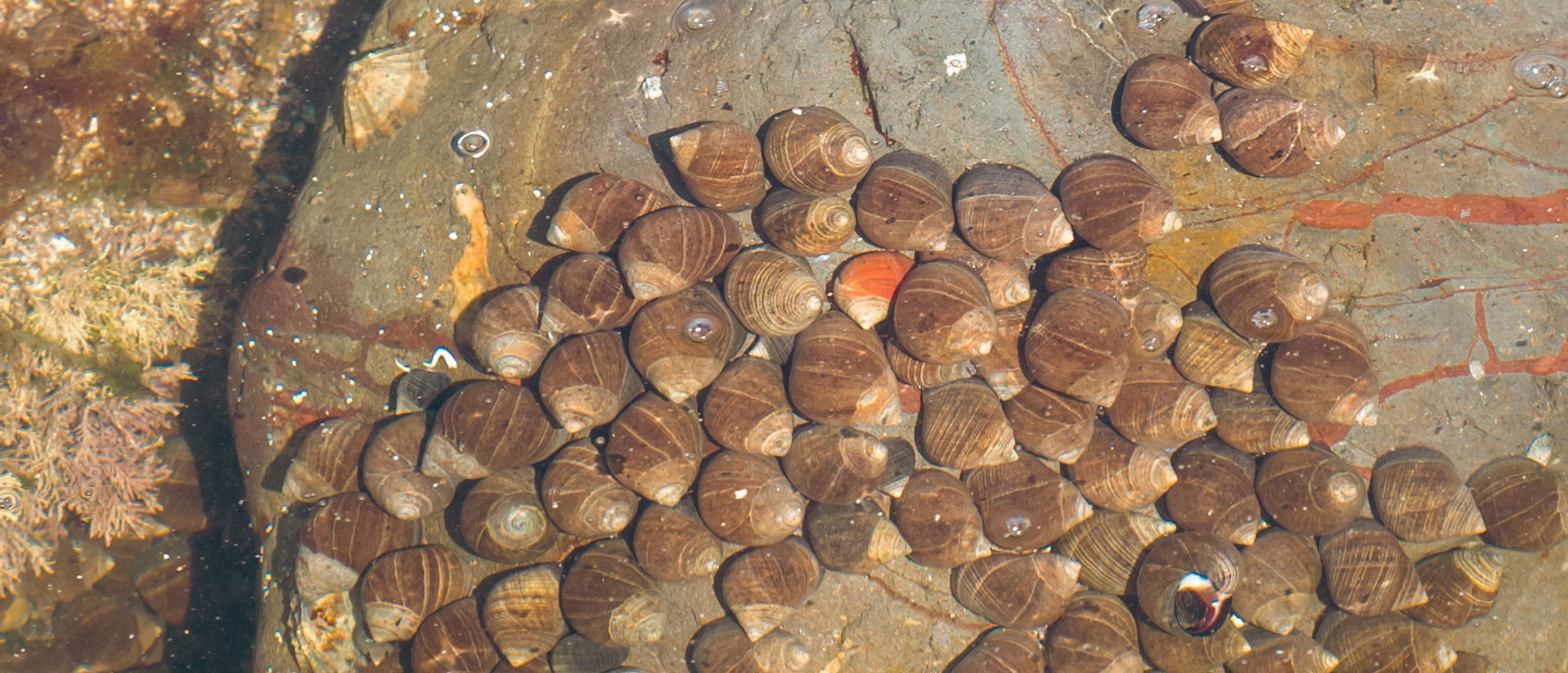 A cluster of brown snails on a wet rock in a tidal pool.