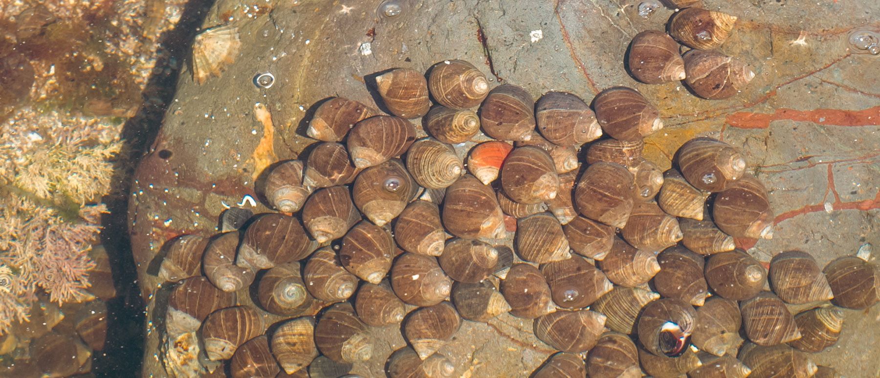 A cluster of brown snails on a wet rock in a tidal pool.