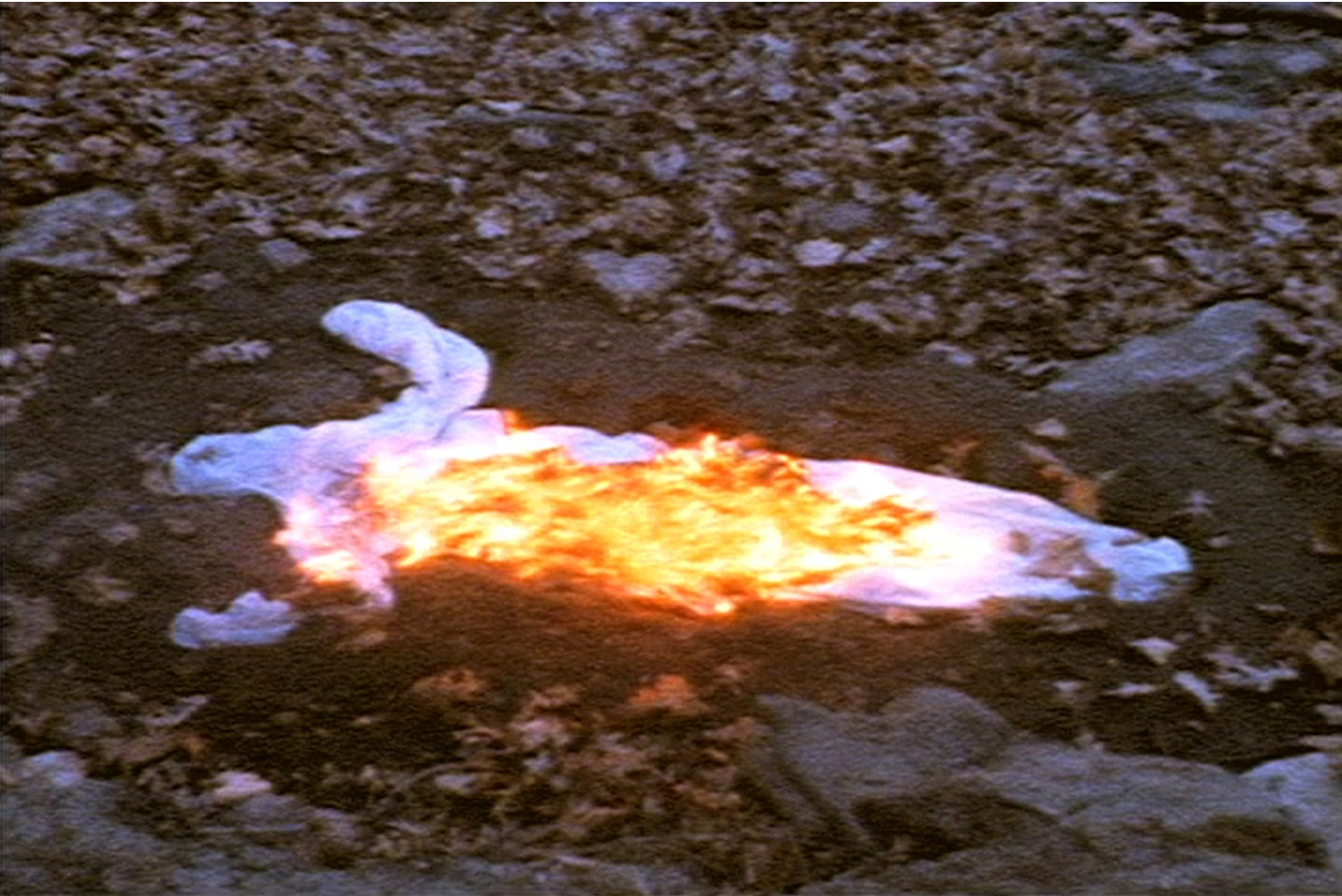 Siluetas sobre maleza