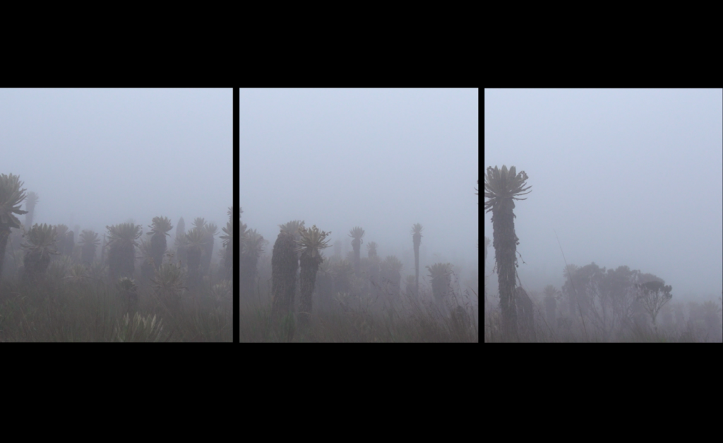 Simon Hernandez, La voz de la tierra, film, 2018. Courtesy of the gallery.