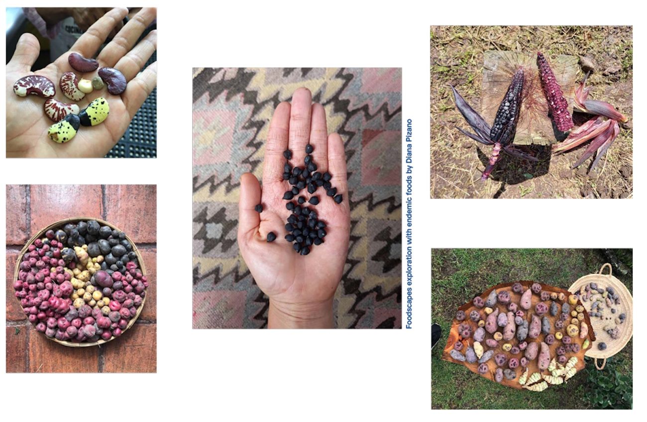 Diana Pizano, Endemic Foods / Biocultural Landscapes. Courtesy of Futura Trōpica.
