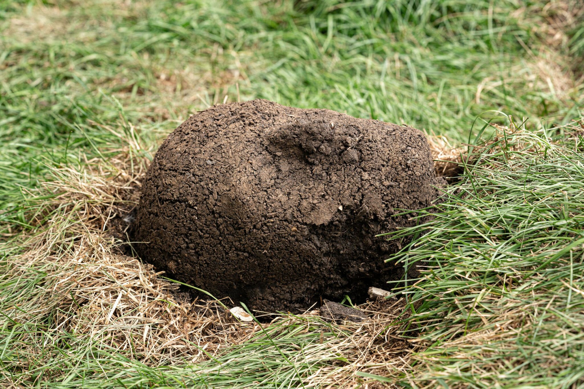 Carmenza Banguera:  The Visible, the Laughable,  and the Invisible