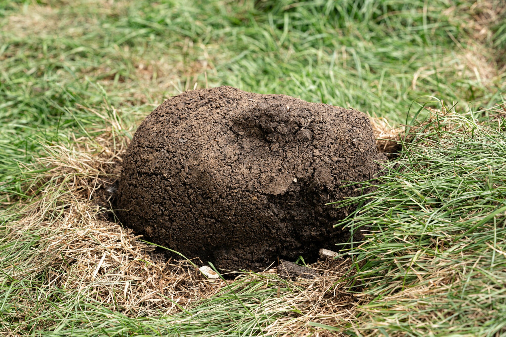 Carmenza Banguera: The Visible, the Laughable, and the Invisible