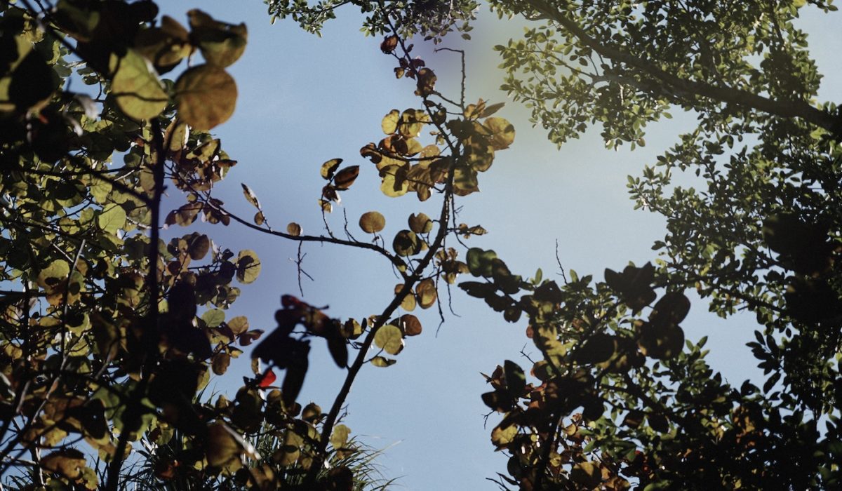 Art Between Censorship And Complicity - Contemporary And