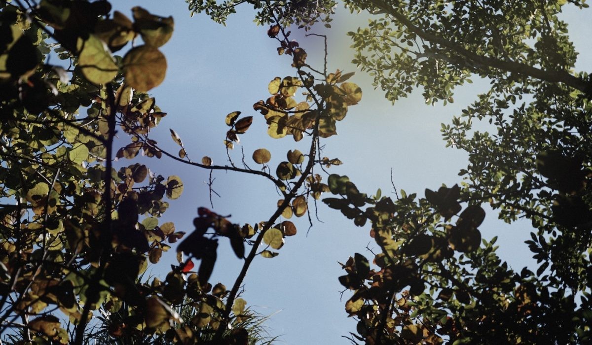 Art Between Censorship And Complicity - Contemporary And