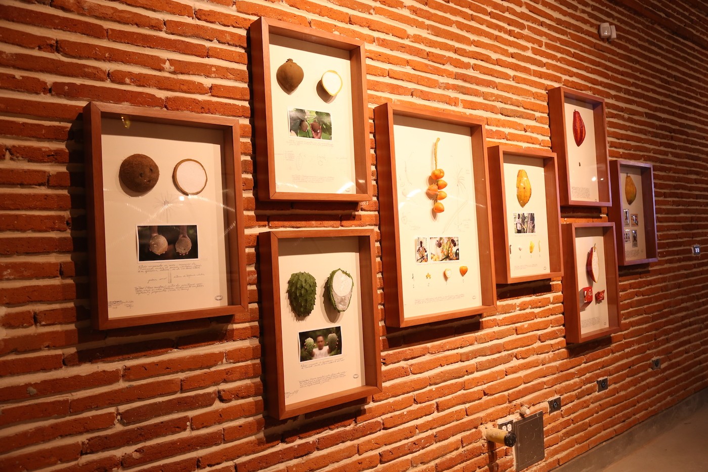 Alberto Baraya, Cacaos y otros frutos de Herbario de plantas artificiales, 2018.