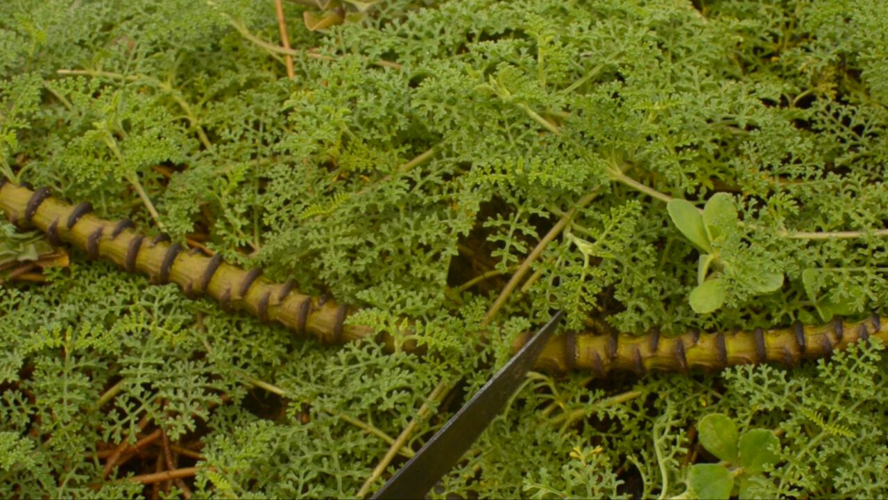 Minia Biabiany J’ai tué le papillon dans mon oreille I killed the butterfly in my ear