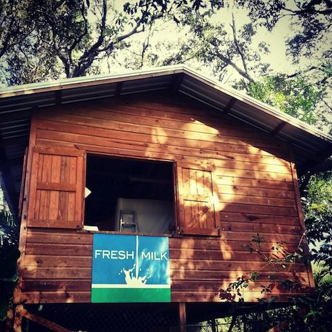 A Splash of Fresh Milk  - Contemporary And