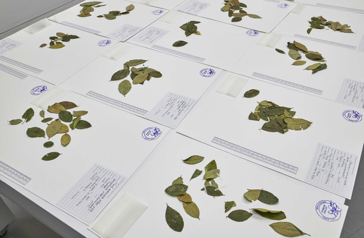 Ximena Garrido-Lecca: Lecturas Botánicas Erythroxylum Coca