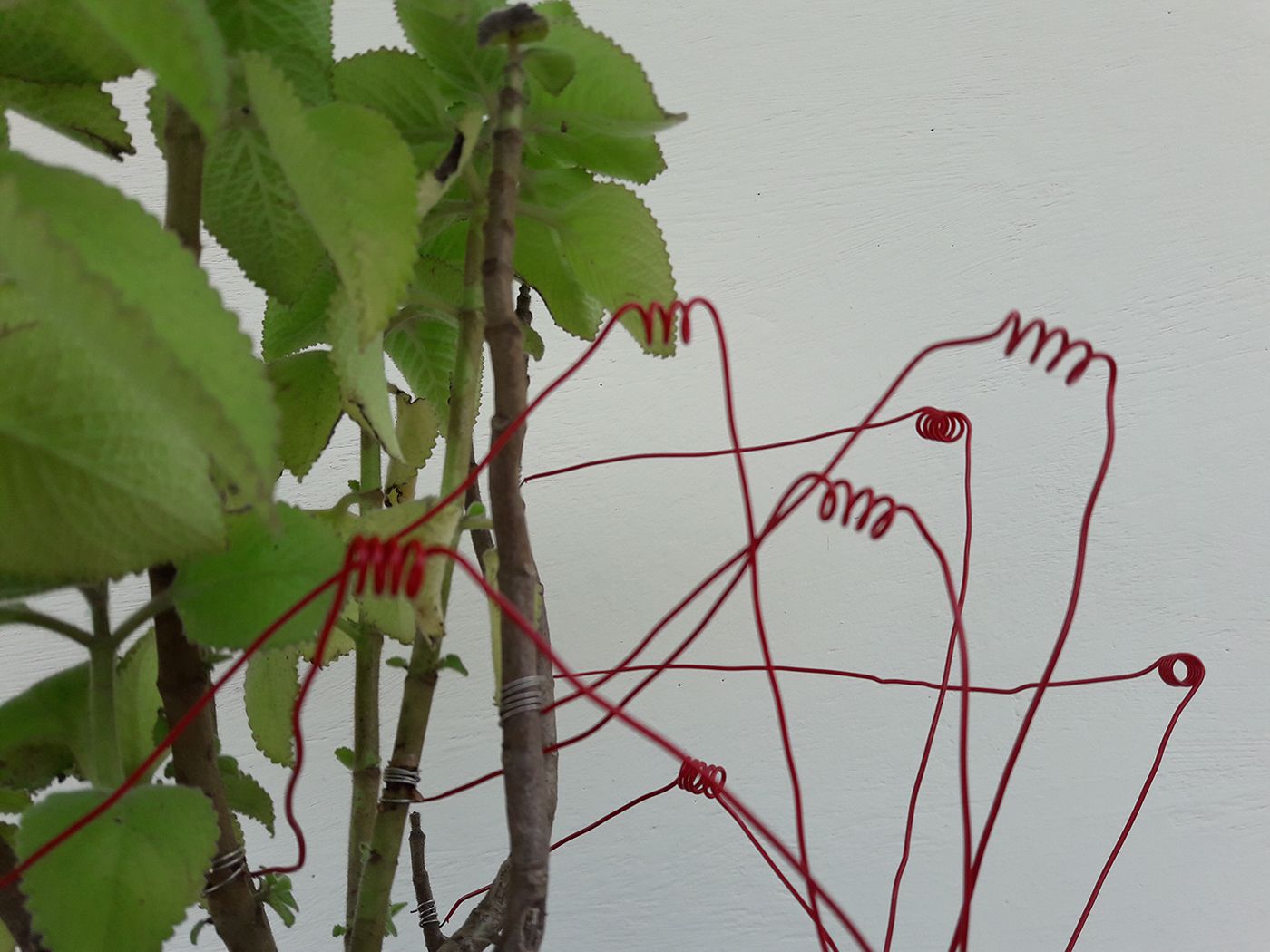 Boldo. Photo: Negalê Jones. Courtesy of the artist.