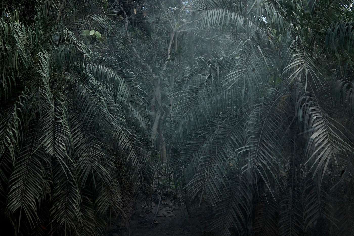 Nadia Huggins, Ashfall (Caída de ceniza), Byera, April 17, 2021. Courtesy of the artist.