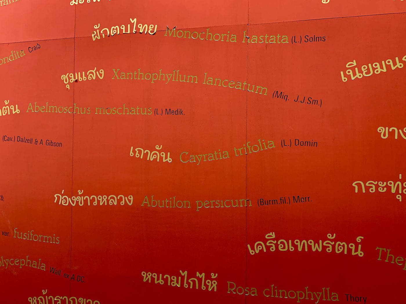 Maria Thereza Alves, Curing Dismembered Knowledges, 2023. The Kok River Forest was destroyed for the extraction of Teak Trees to supply the international market. Alves research resulted in the addition of dozens of flora to the list compiled by Sutti Malithong. Find the full list here: https://drive.google.com/file/d/1y7VwtY-gBOnb6iTD6AOZM9vuGnuEYRXk/view. Photo: C&amp;