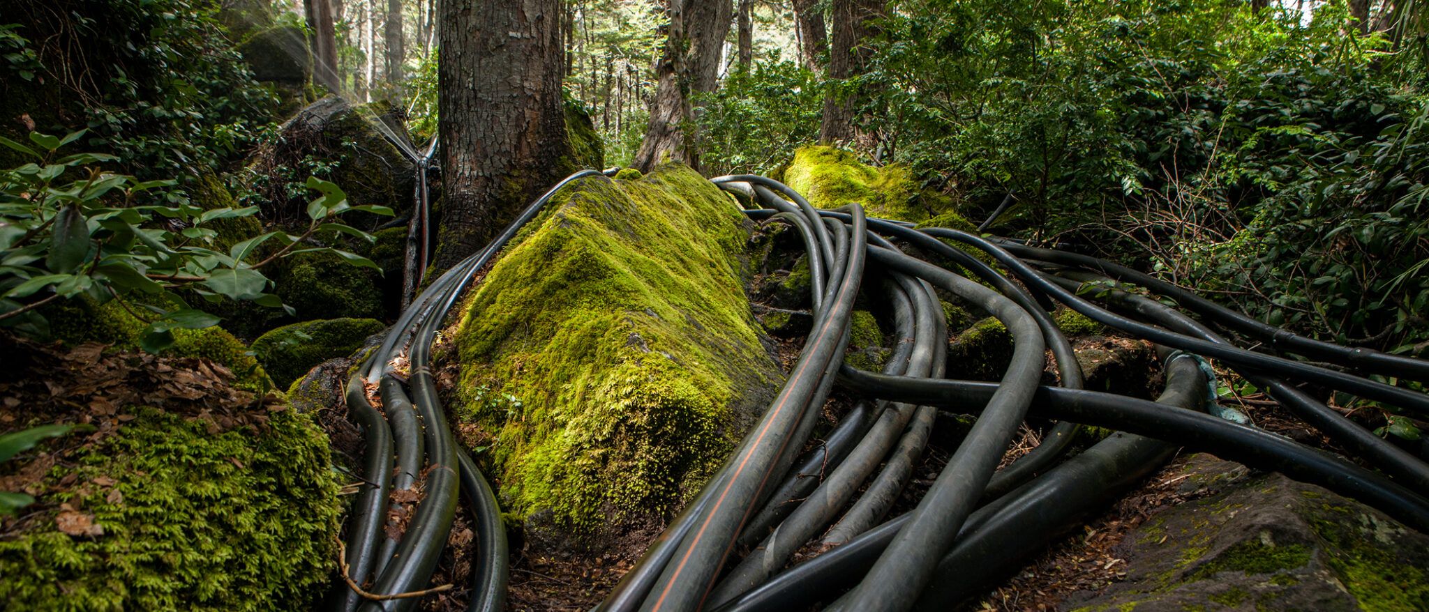 Ñuble. Retratos de la Región
