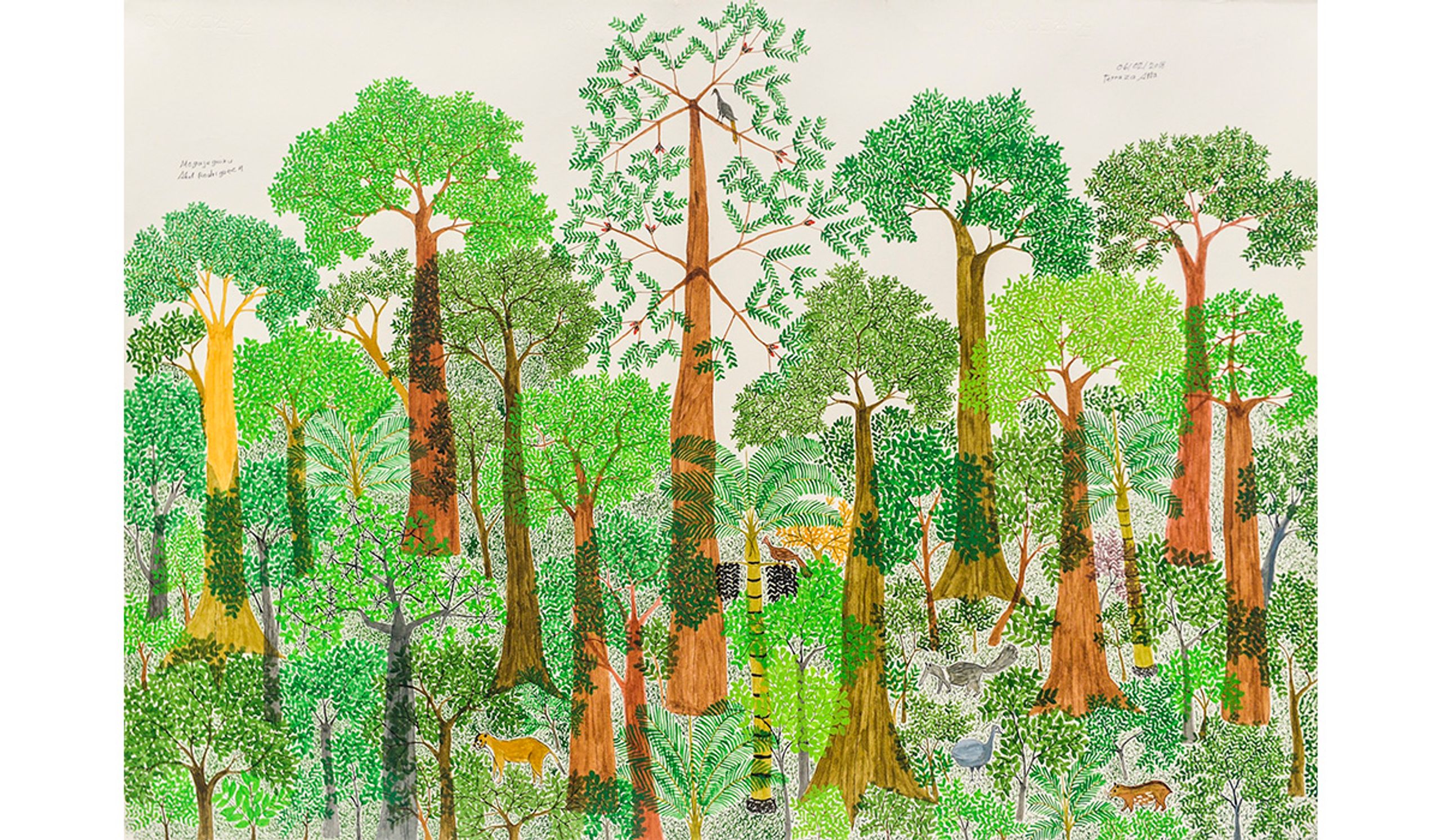Abel Rodríguez: The Namer of Plants